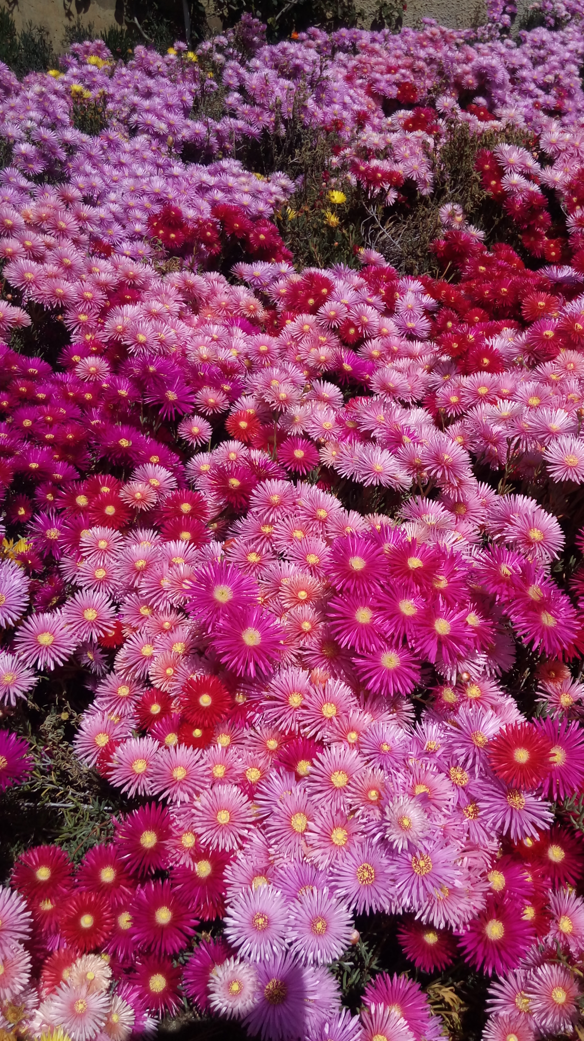 LG K430T sample photo. When the sun arrives photography