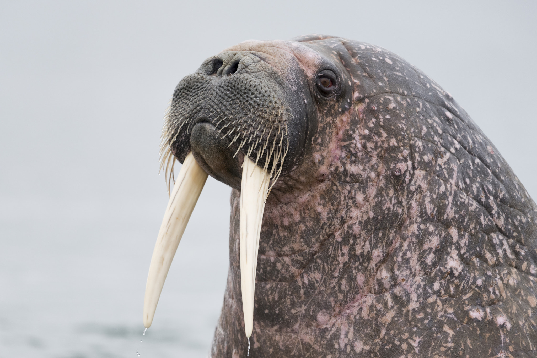 Nikon AF-S Nikkor 400mm F2.8G ED VR II sample photo. I am the walrus photography