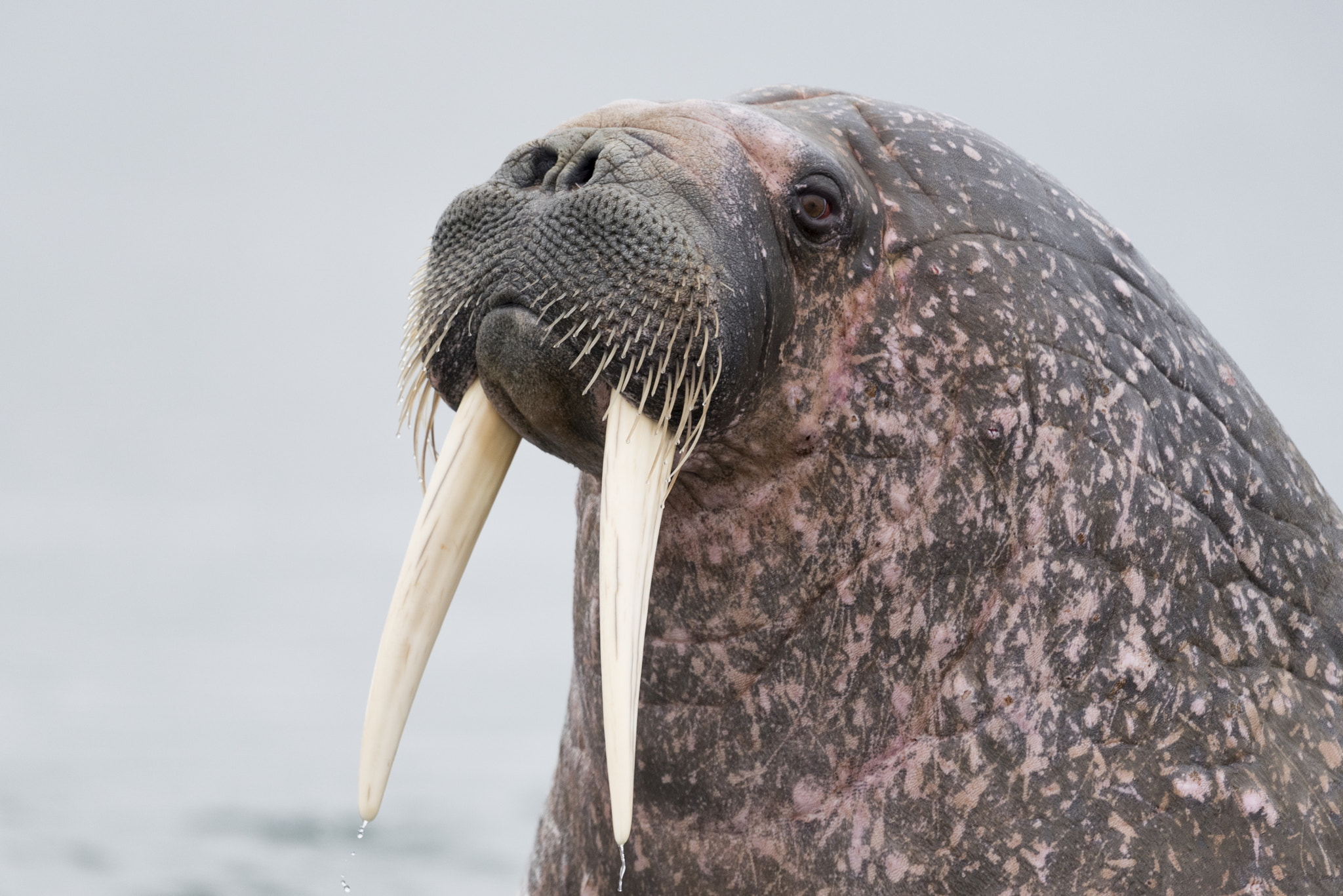 Nikon D810 sample photo. I am the walrus photography