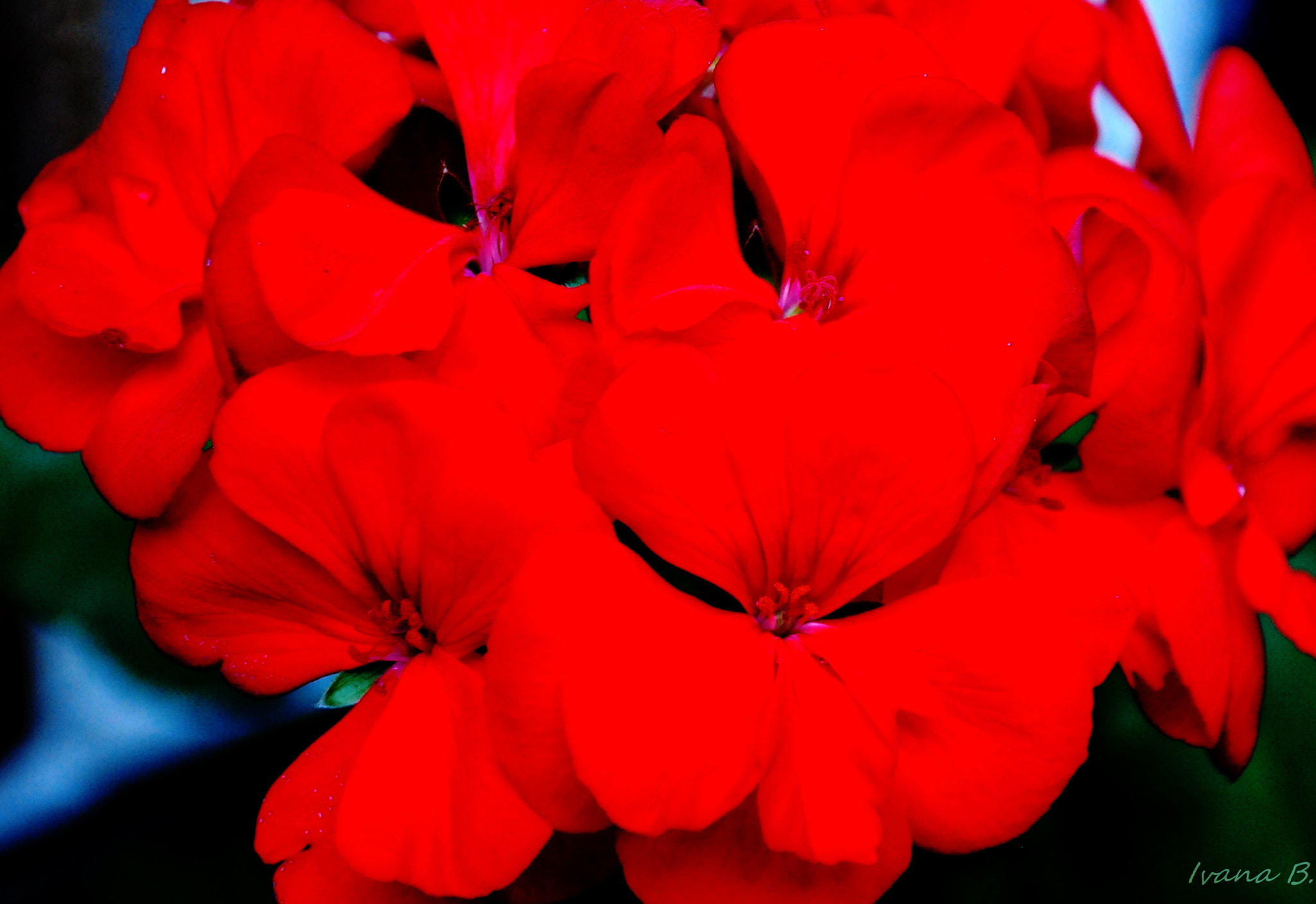 Nikon D40X sample photo. Red photography