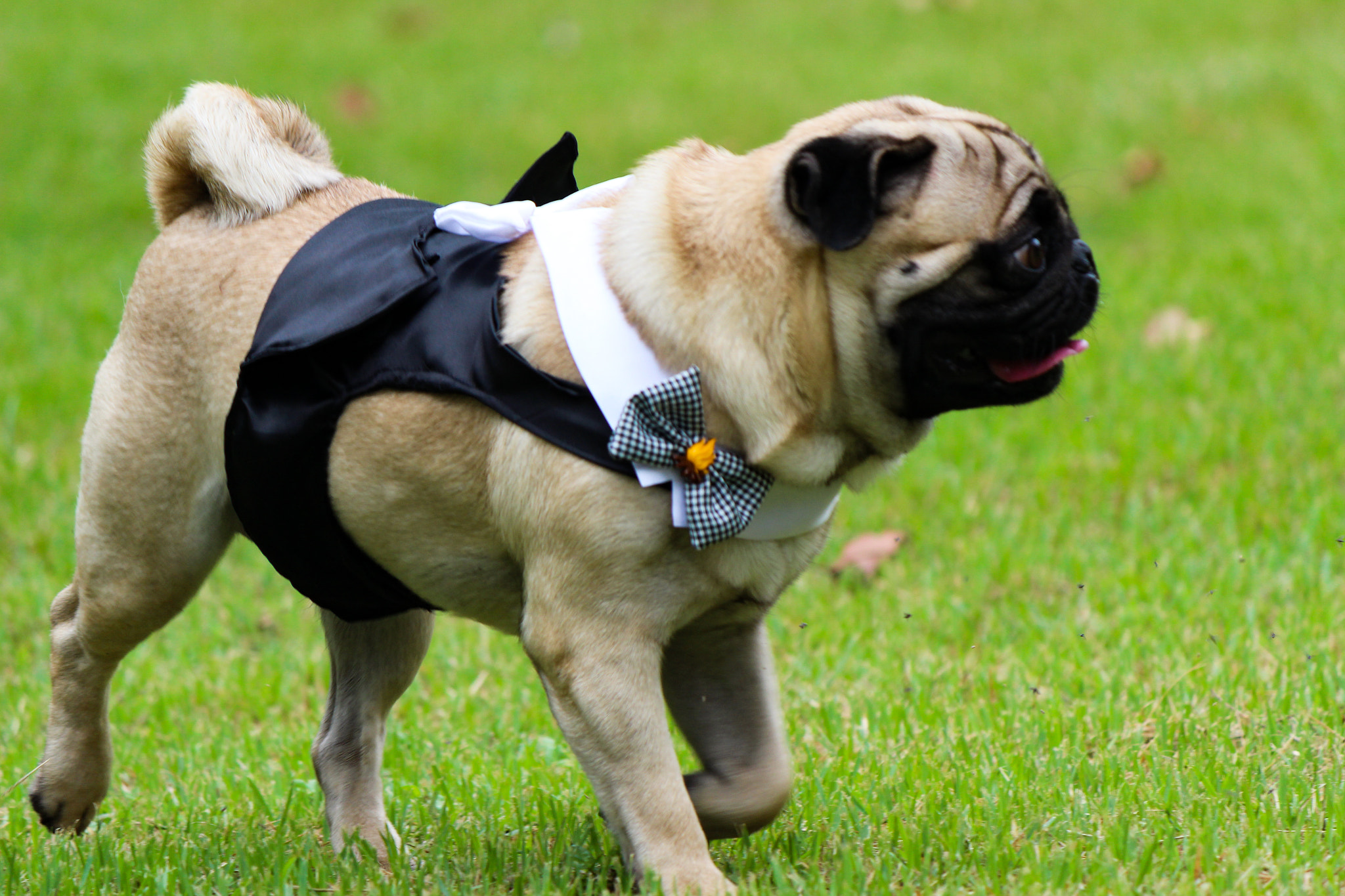 Canon EOS 600D (Rebel EOS T3i / EOS Kiss X5) sample photo. Pug groom photography