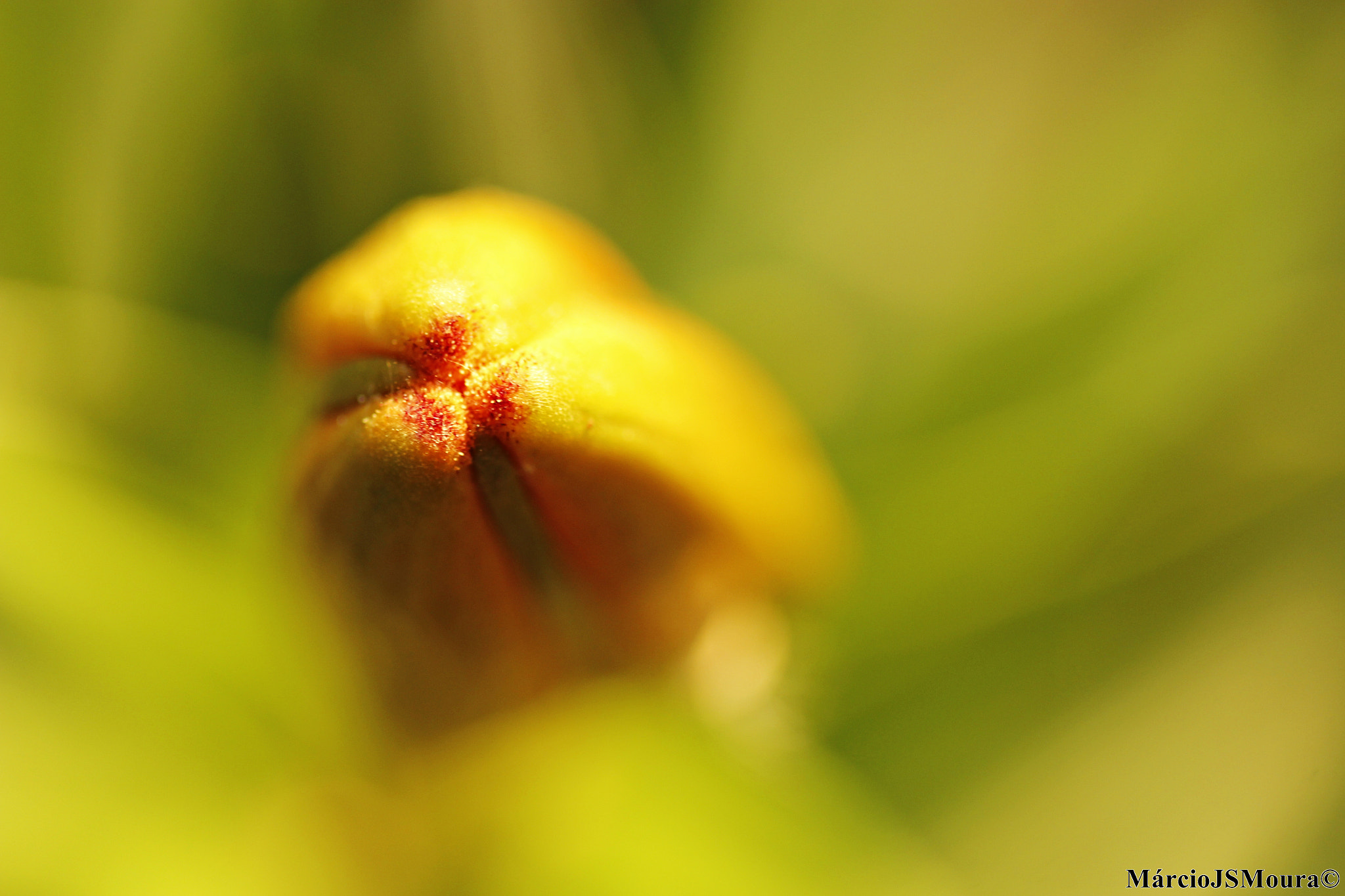 Sigma 24-105mm f/4 DG OS HSM | A sample photo. Kiss me photography