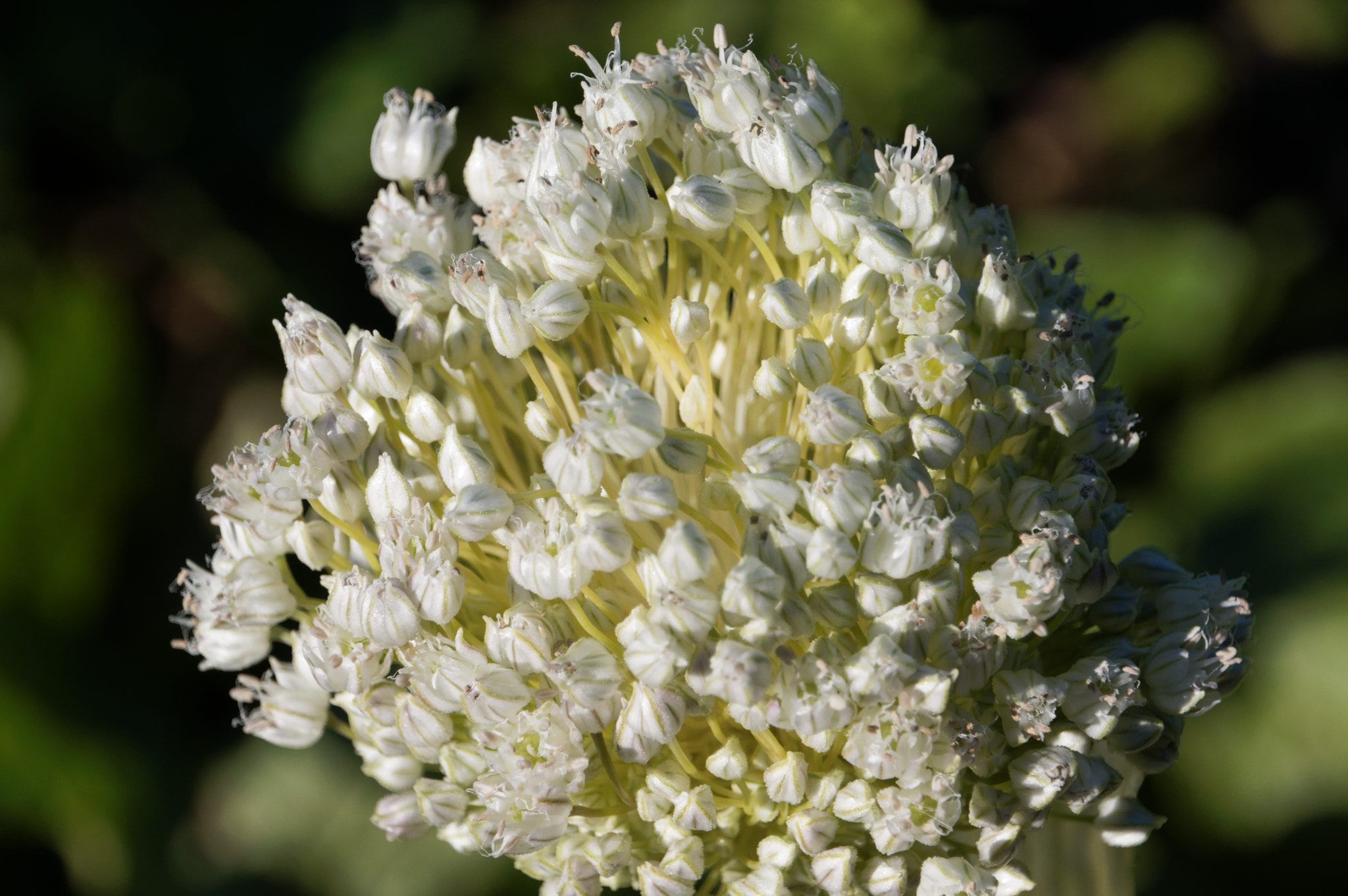 Pentax K-3 II + Pentax smc DA 18-270mm F3.5-6.3 ED SDM sample photo. Lek flower white. photography