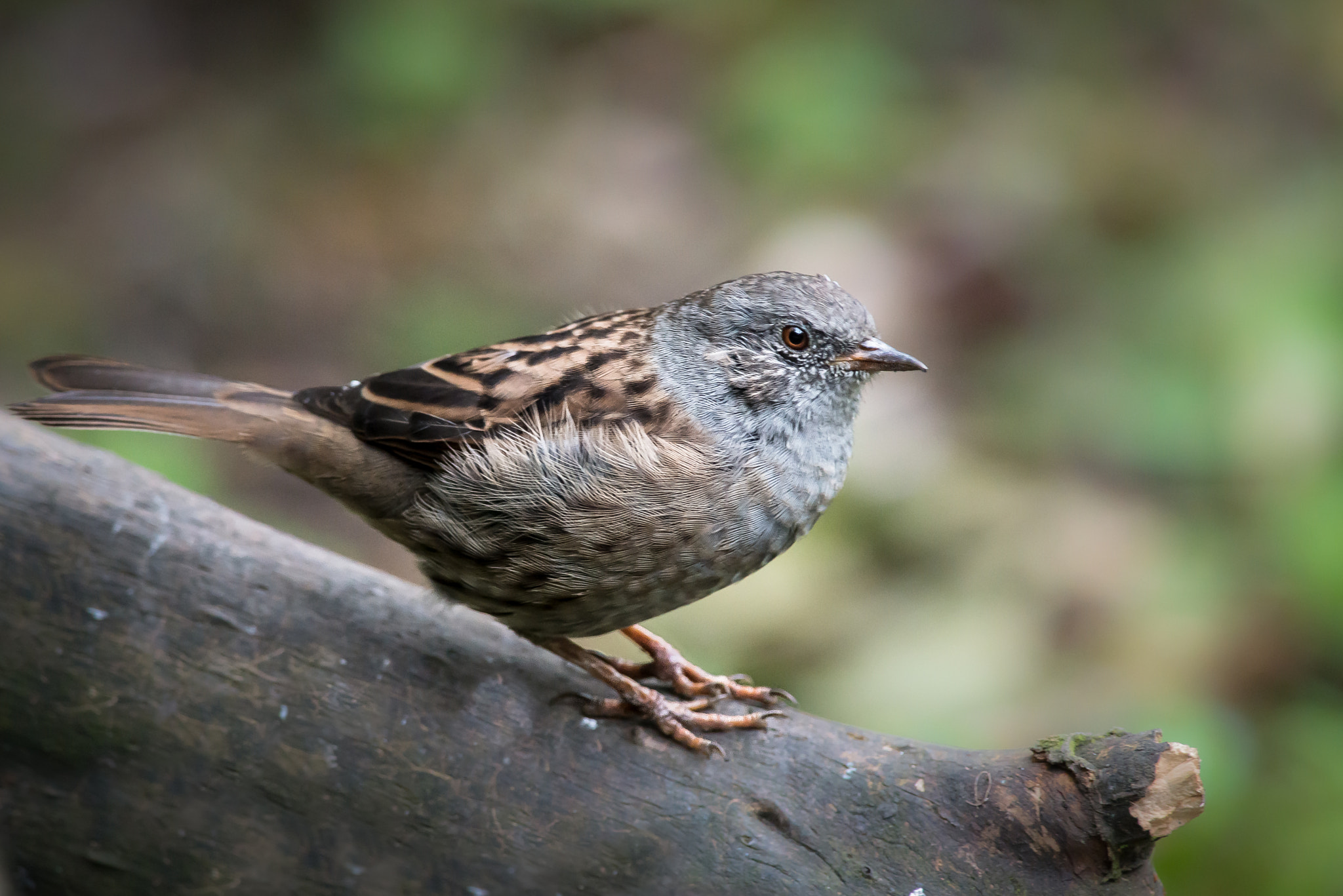 Nikon D800 + Nikon AF-S Nikkor 300mm F4D ED-IF sample photo. Dunnock photography