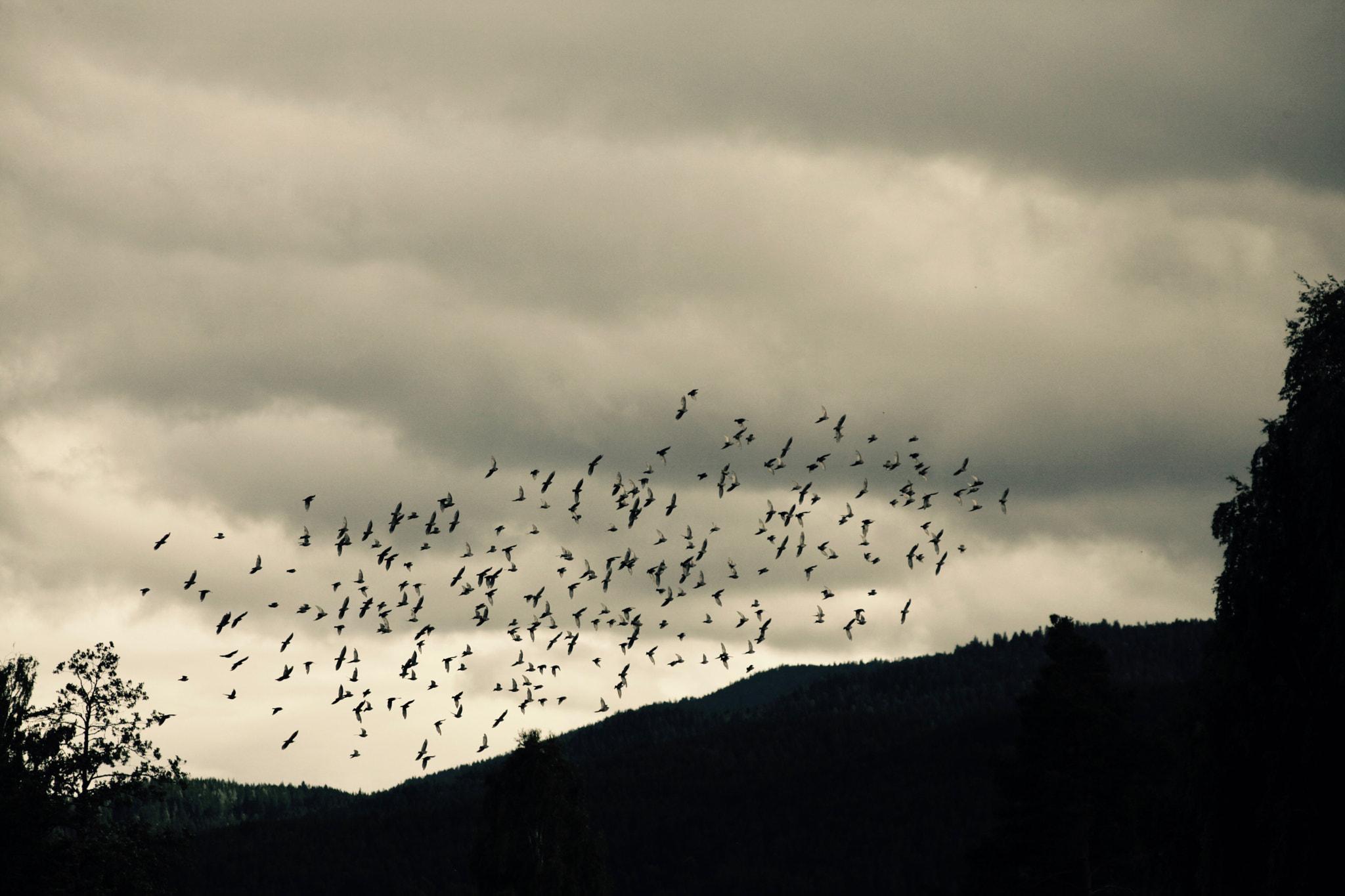 Canon EOS 5D Mark II + Canon EF 100-300mm F4.5-5.6 USM sample photo. Birds photography