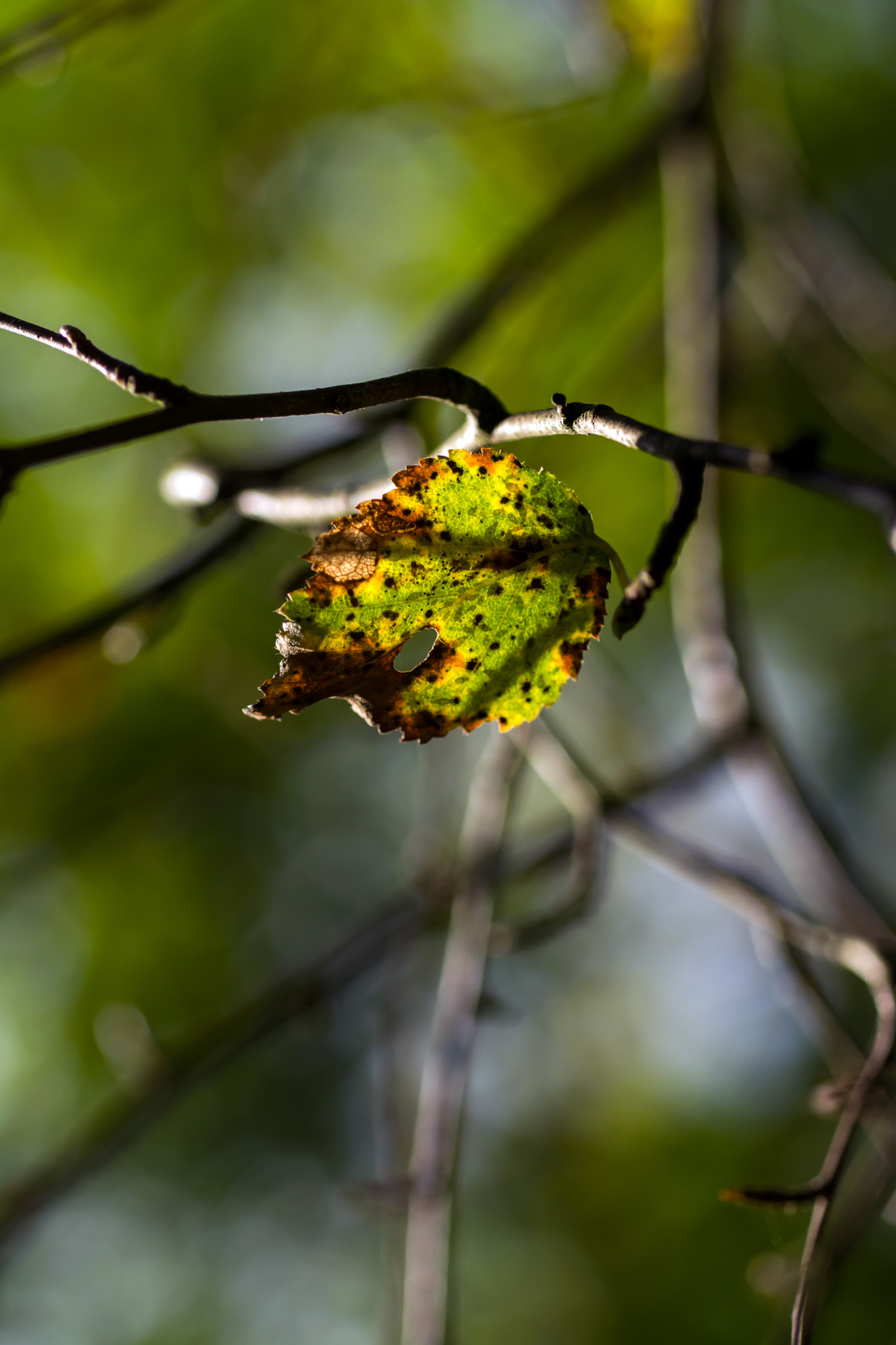 Nikon D7100 + AF Micro-Nikkor 60mm f/2.8 sample photo. Shot through! photography