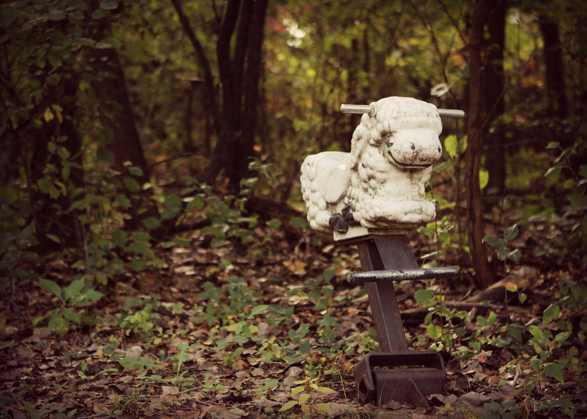 Canon EF 24-70mm F2.8L USM sample photo. Lost in the woods photography