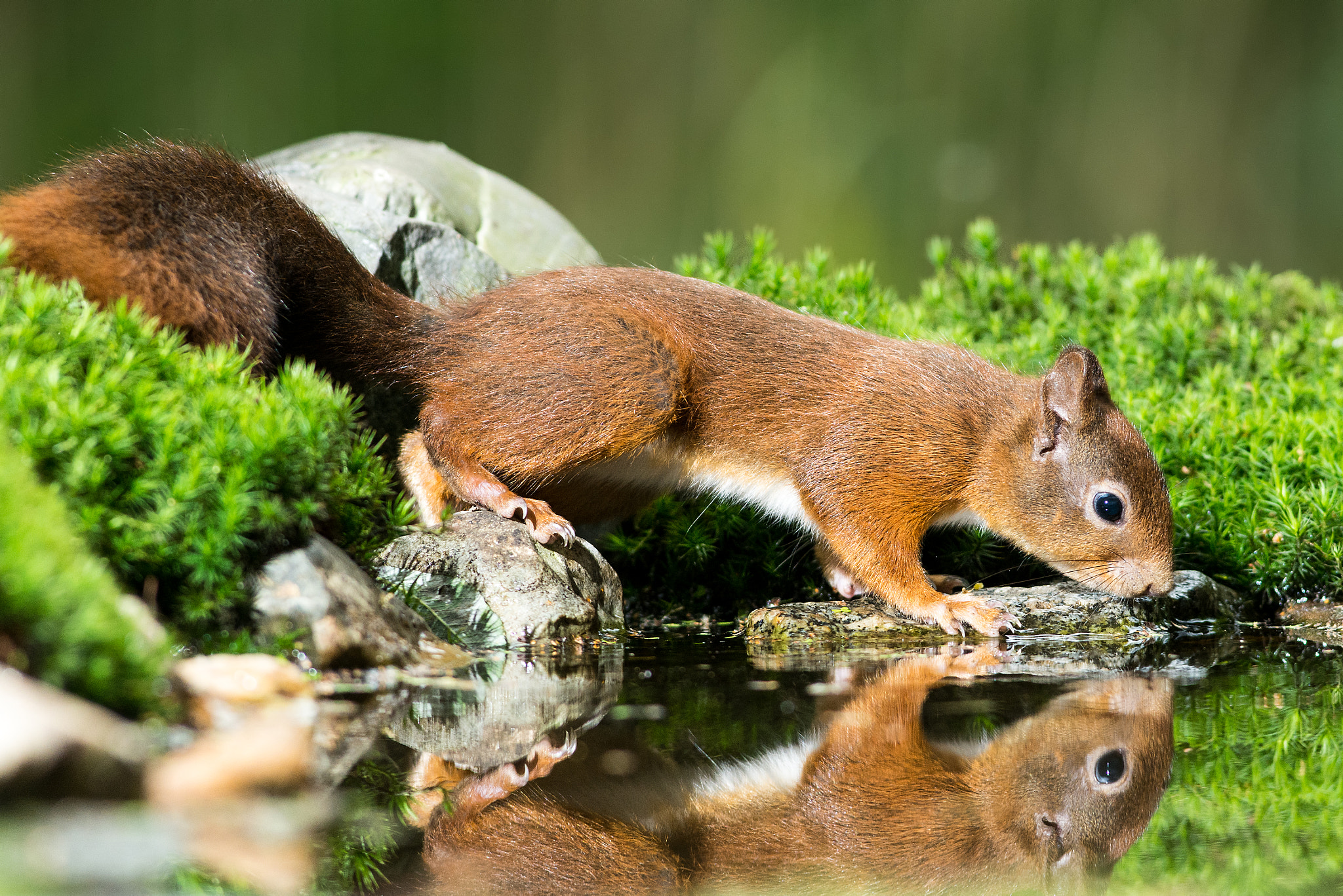Nikon AF-S Nikkor 300mm F2.8G ED VR II sample photo. Squirrel photography