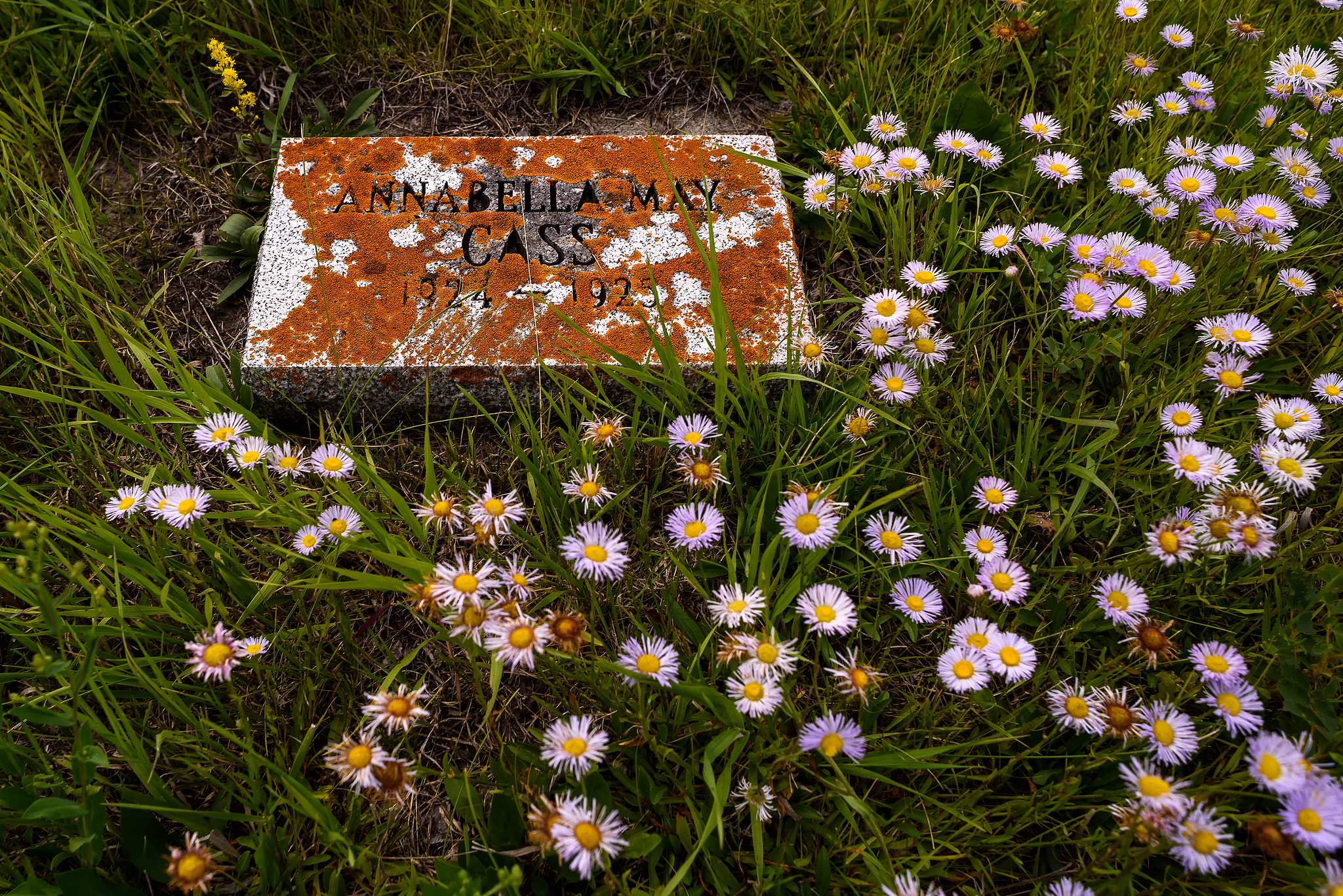 Nikon D750 sample photo. Pushing up daisies photography