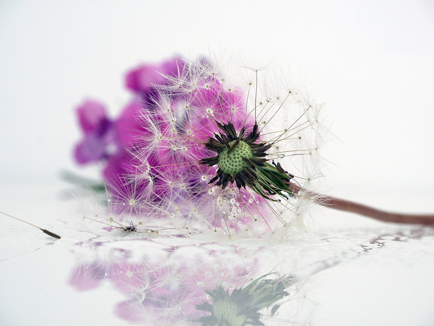 Panasonic Lumix G Vario 45-200mm F4-5.6 OIS sample photo. Dandelion photography