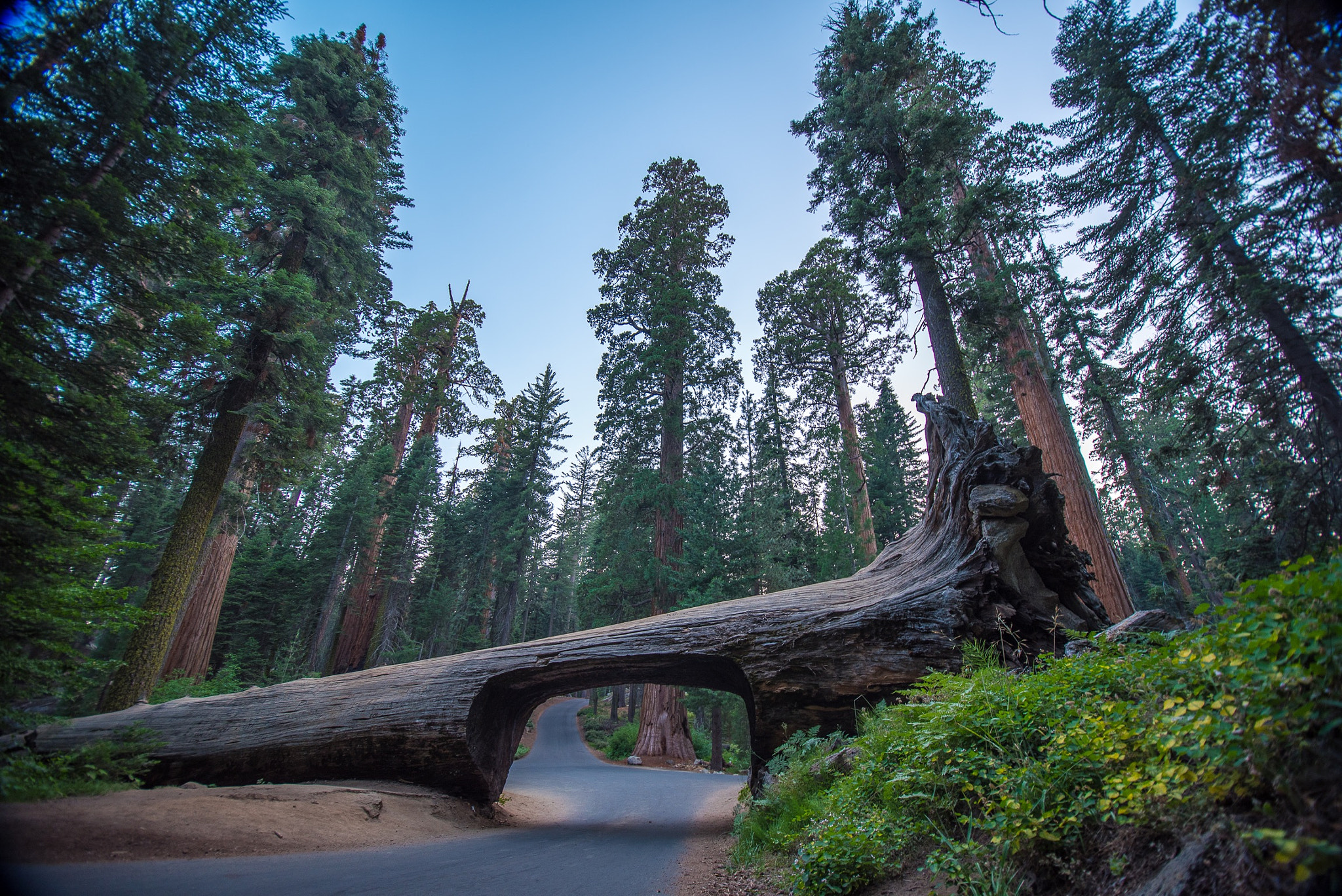 Nikon D750 sample photo. Sequoia drive through photography