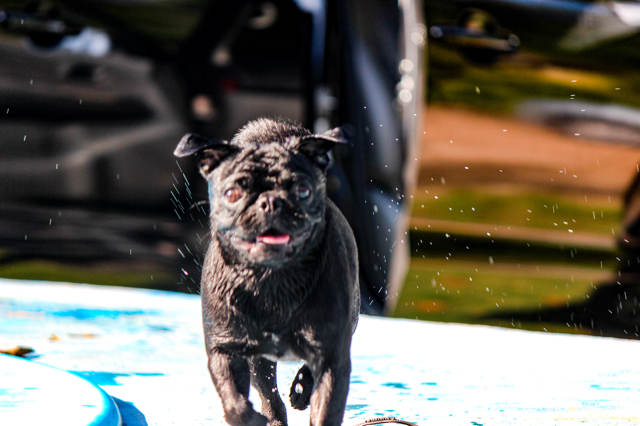 Canon EOS 600D (Rebel EOS T3i / EOS Kiss X5) sample photo. Pug run photography