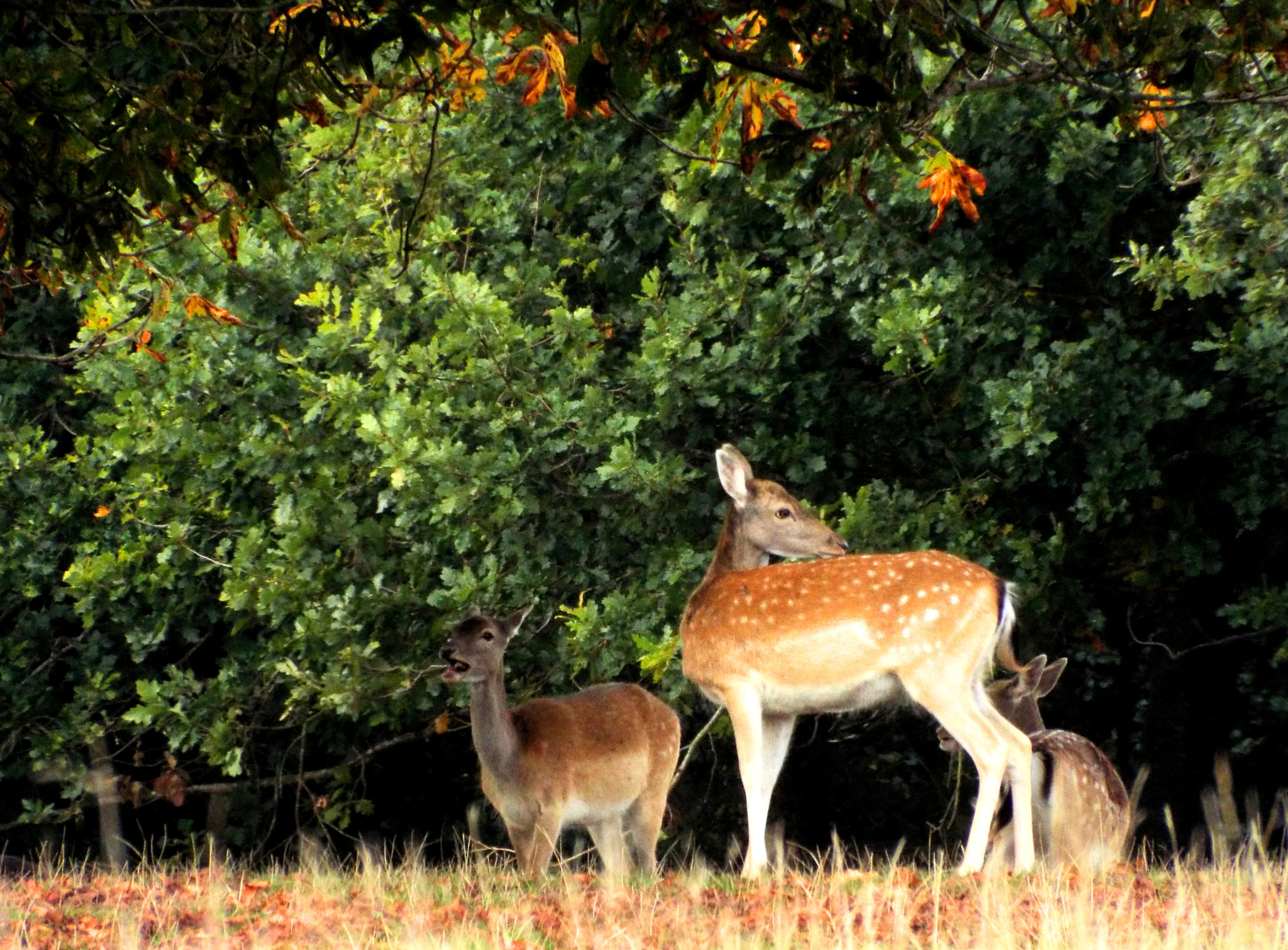 Fujifilm FinePix S8200 sample photo. Petworth park photography