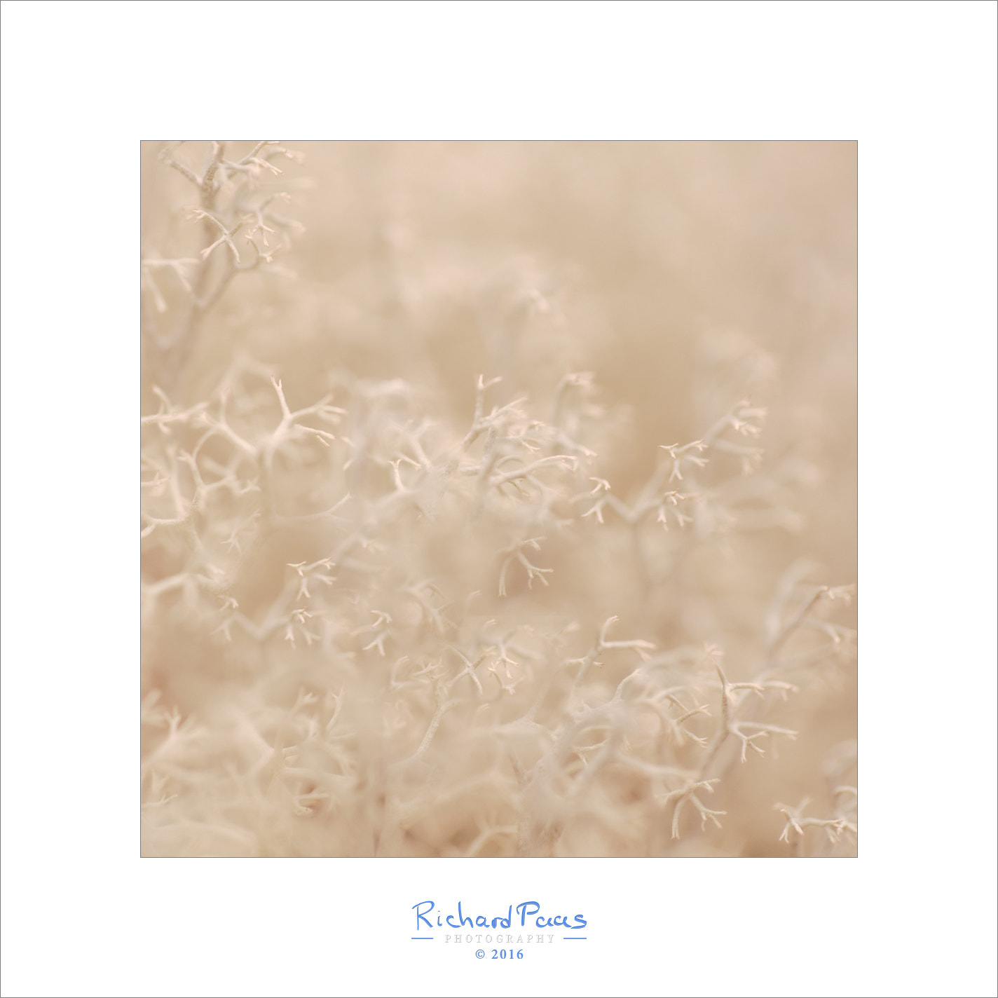 Canon EF 100mm F2.8L Macro IS USM sample photo. Land of moss photography