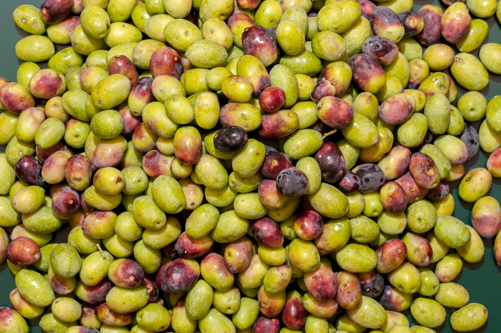 Tamron SP 24-70mm F2.8 Di VC USD sample photo. Raccolta delle olive ii photography
