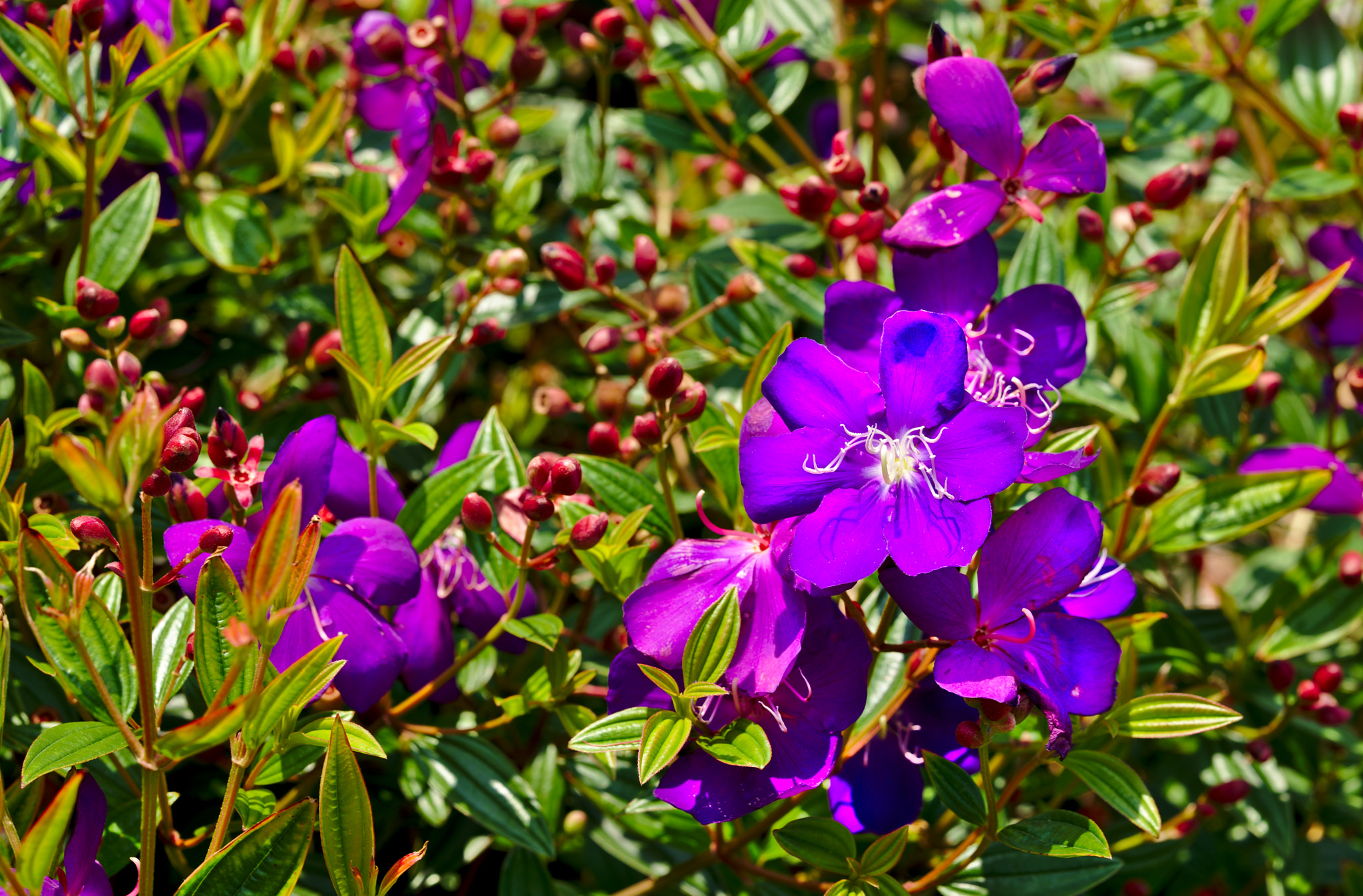 ZEISS Otus 85mm F1.4 sample photo. Morning glory photography