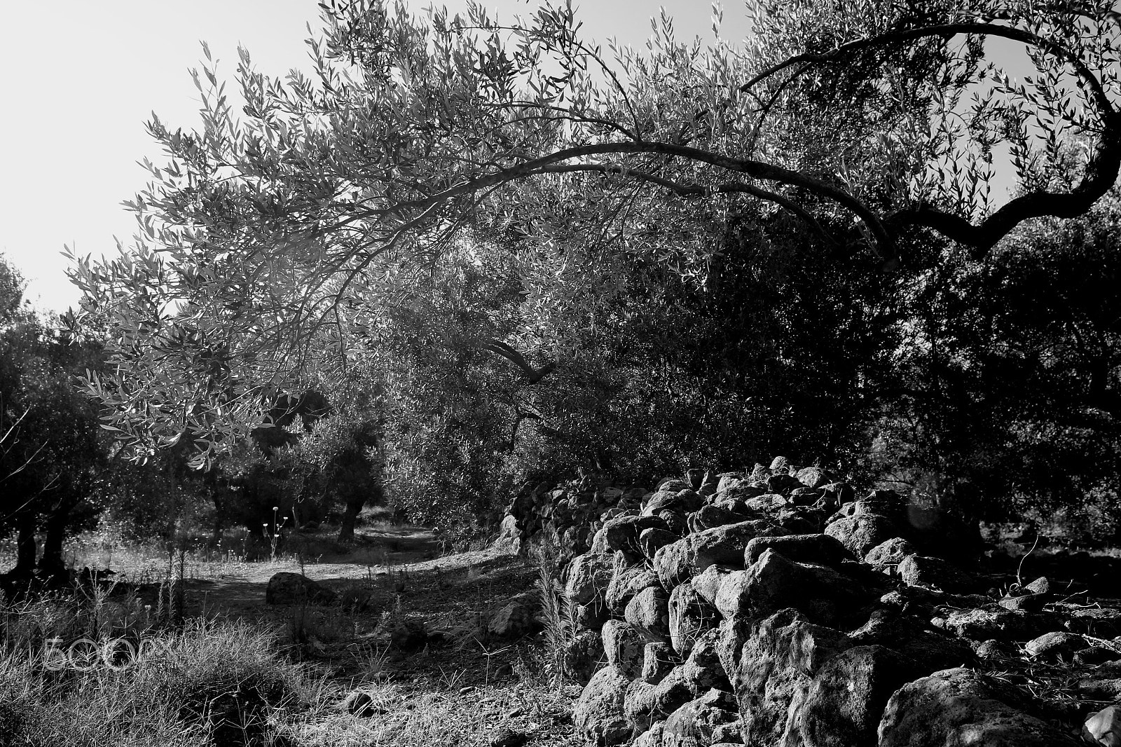Canon EOS 100D (EOS Rebel SL1 / EOS Kiss X7) sample photo. Olive tree photography