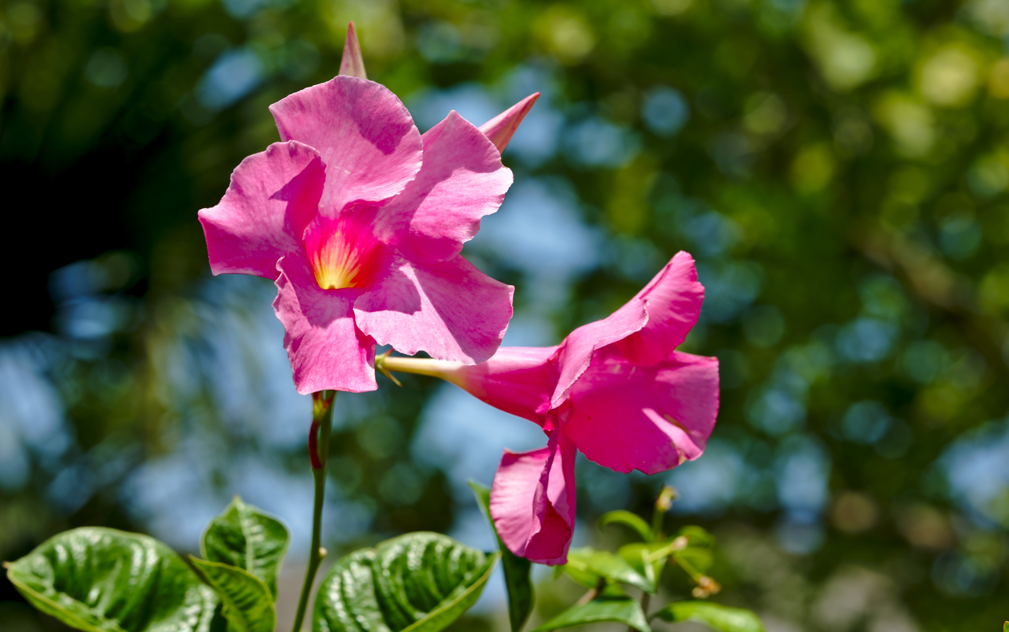 Nikon D810 + ZEISS Otus 85mm F1.4 sample photo. Mandevila photography