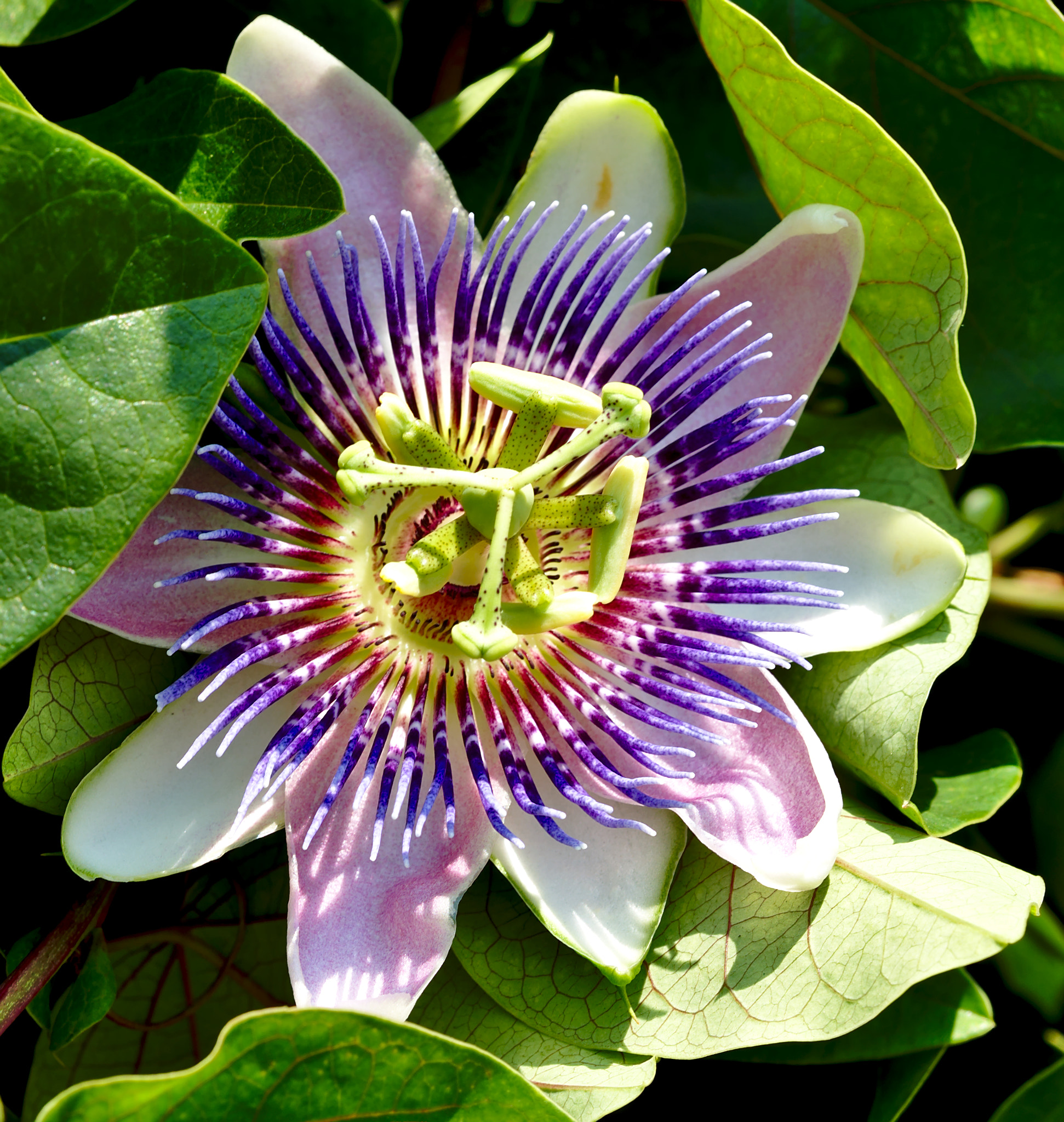 Nikon D810 sample photo. A lone passion flower / pasiflora photography