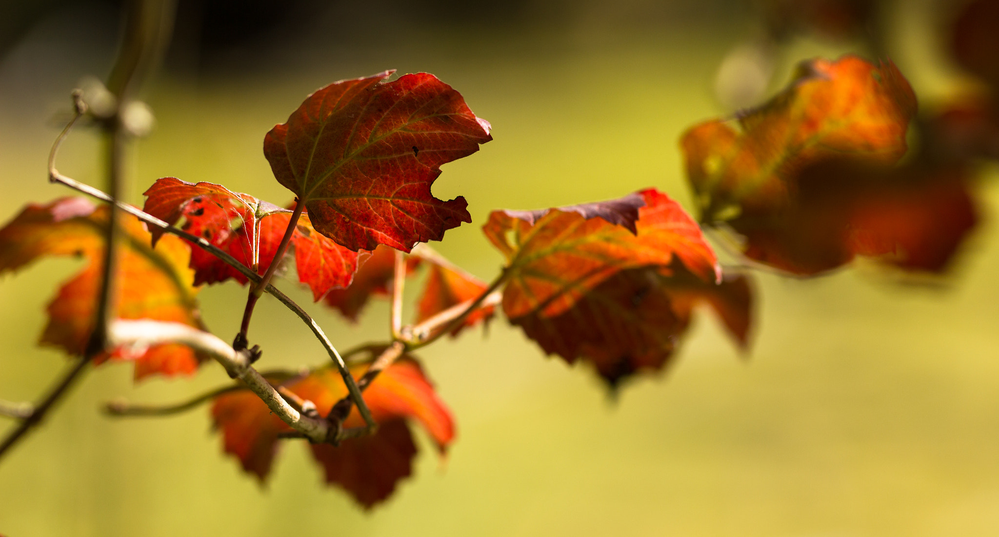 Canon EOS 550D (EOS Rebel T2i / EOS Kiss X4) + Canon EF 100mm F2.8L Macro IS USM sample photo. Autumn foliage photography