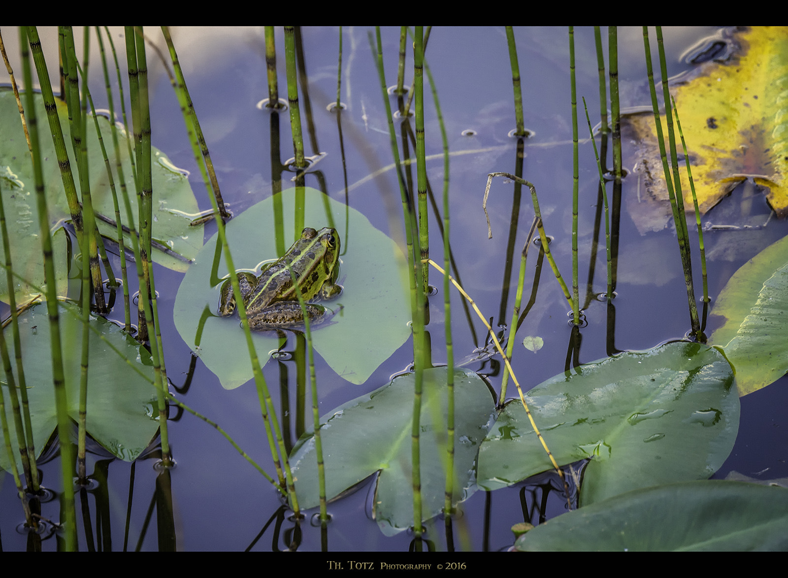 LUMIX G VARIO 45-150/F4.0-5.6 sample photo. Frog photography