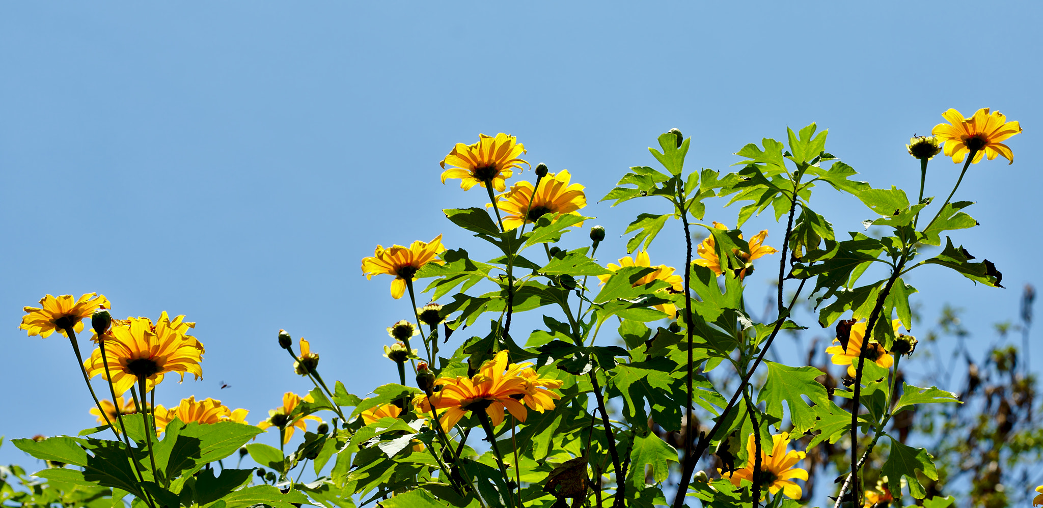 Nikon D810 + ZEISS Otus 85mm F1.4 sample photo. Sunny side up! photography