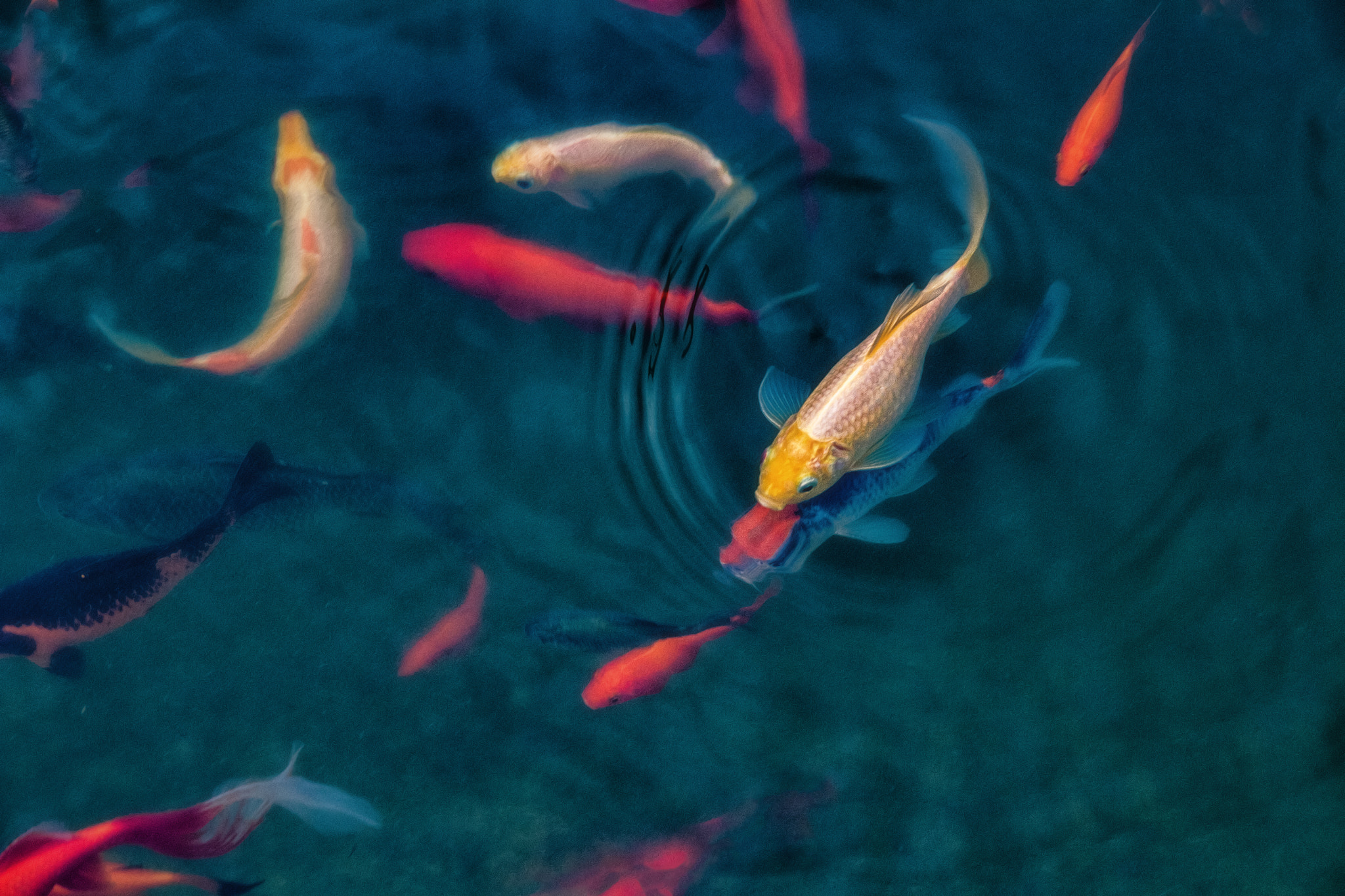 Sigma 17-70mm F2.8-4 DC Macro OS HSM sample photo. Goldfische photography
