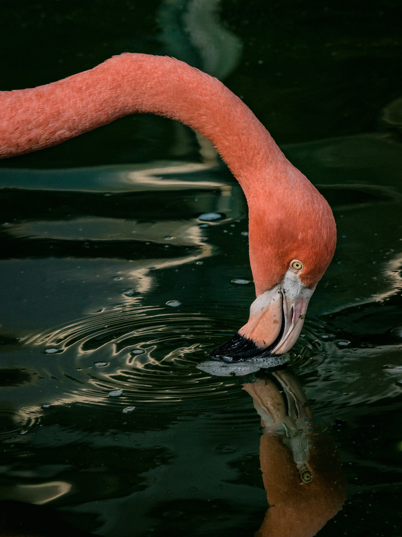 Sigma 150-500mm F5-6.3 DG OS HSM sample photo. Spiegel photography