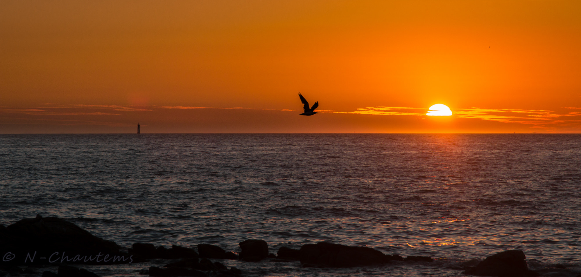 Sigma 24-105mm f/4 DG OS HSM | A sample photo. Seagulls through sun photography