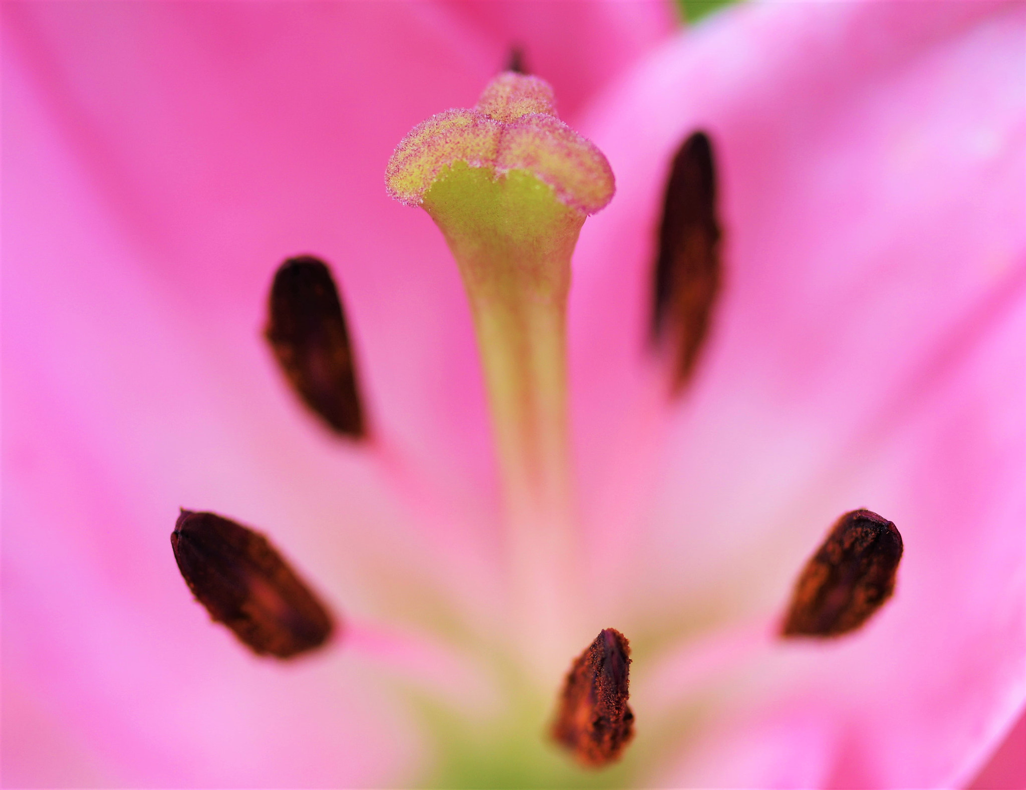 Pentax K-3 sample photo. Pink rose  photography