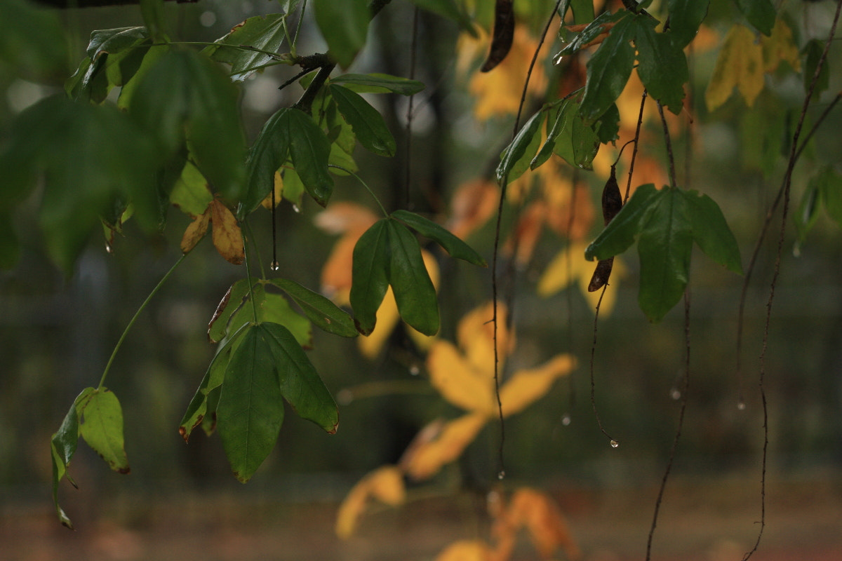 Canon EF 35-80mm f/4-5.6 sample photo. Dancing of the droplets photography