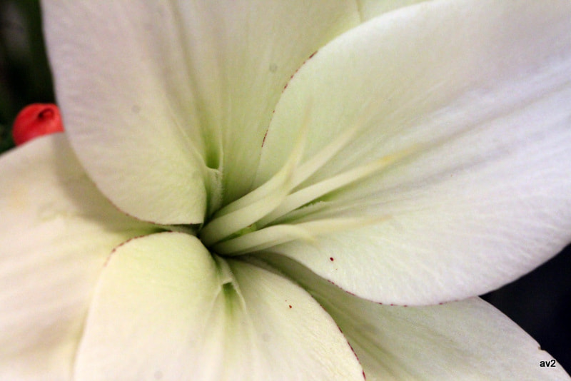 Canon EF 100mm F2.8L Macro IS USM sample photo. Img photography
