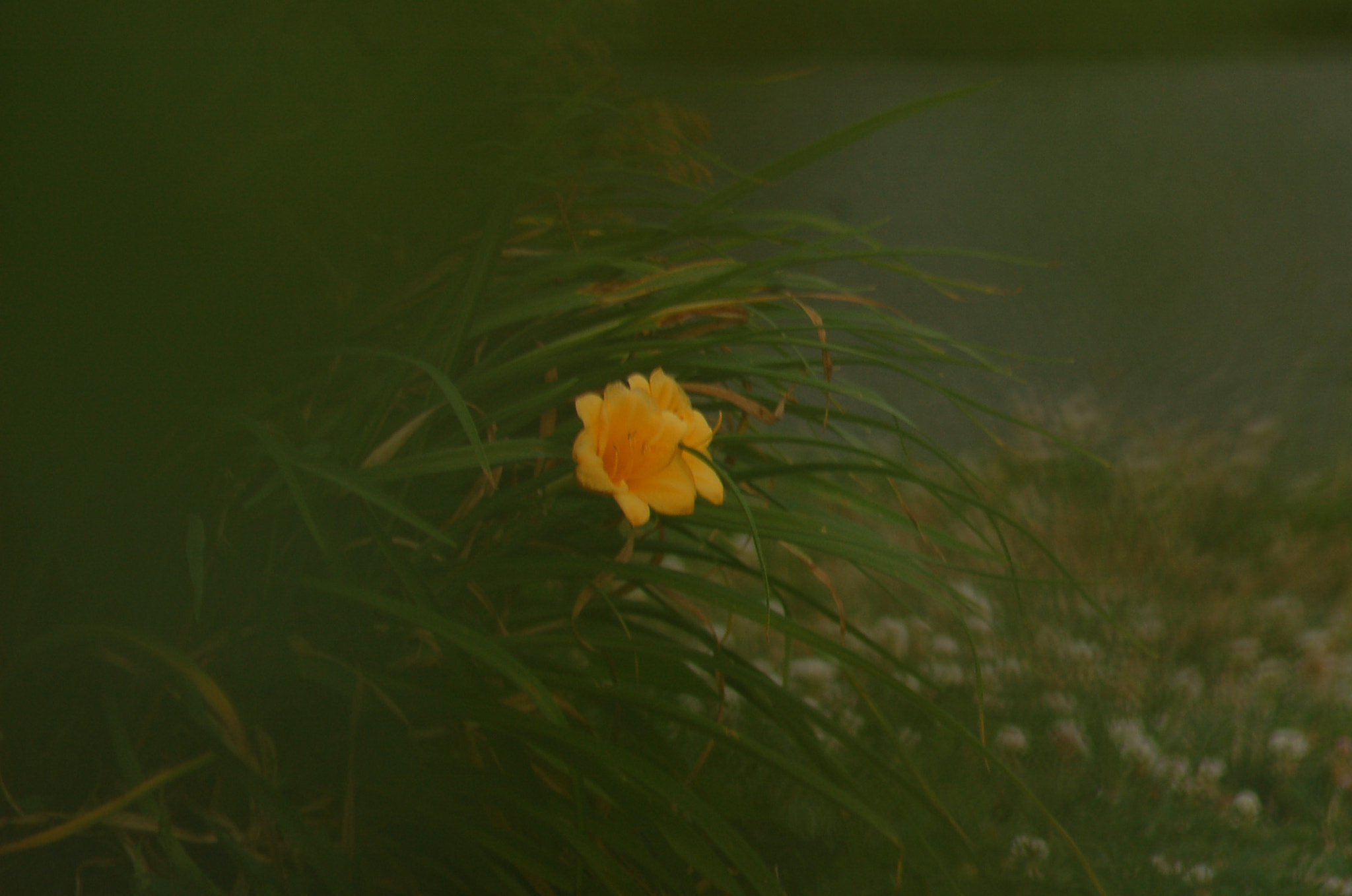 Nikon D50 sample photo. Lonely flower photography