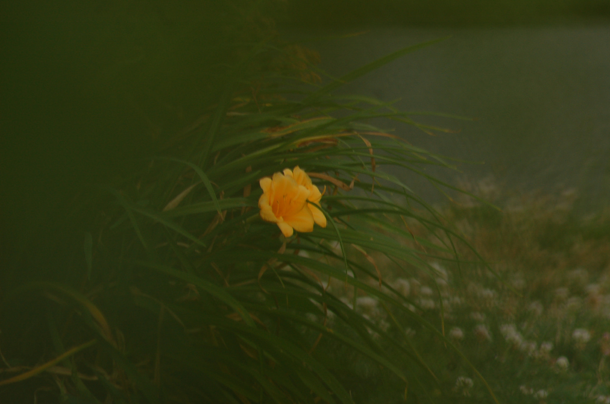 Nikon AF Nikkor 70-300mm F4-5.6G sample photo. Lonely flower photography