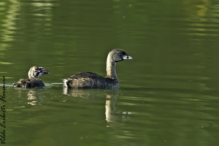 Nikon D610 + Nikon AF-S Nikkor 300mm F4D ED-IF sample photo. Mergulhão-caçador photography