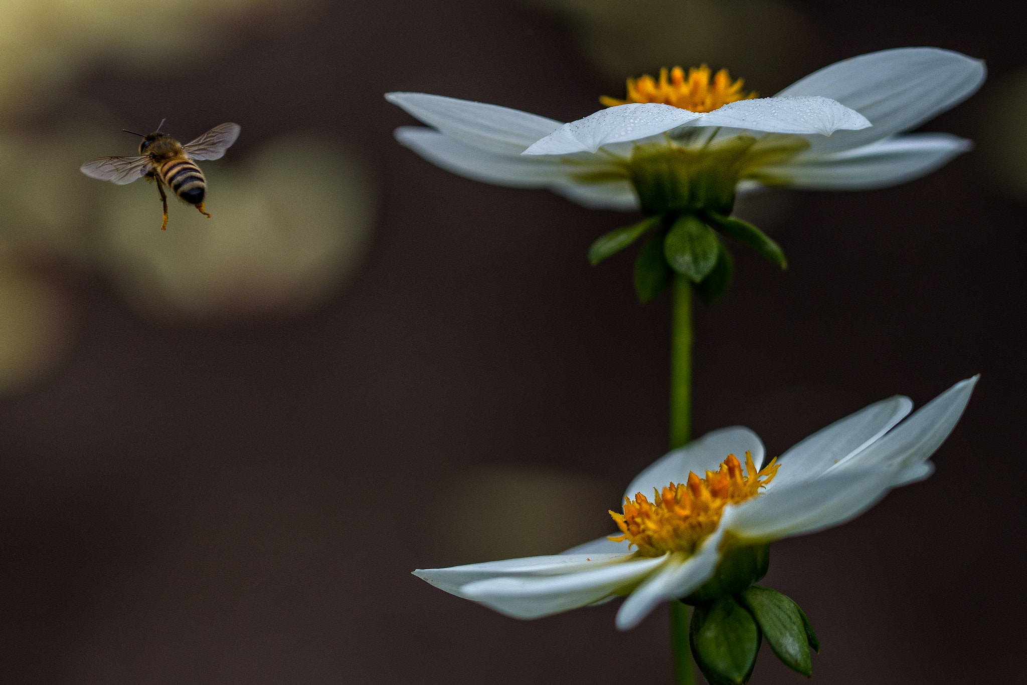 Nikon D600 sample photo. Moving on photography