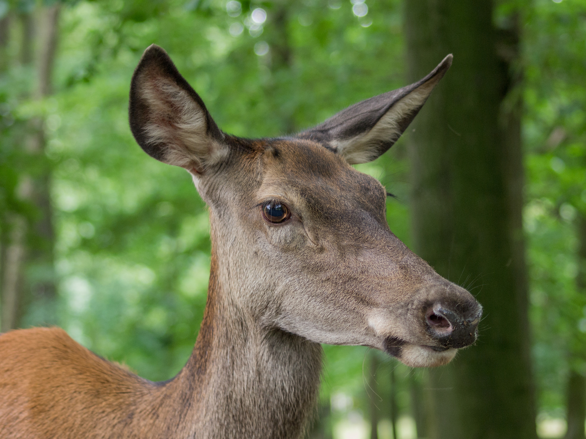 Olympus E-5 sample photo. Deer photography