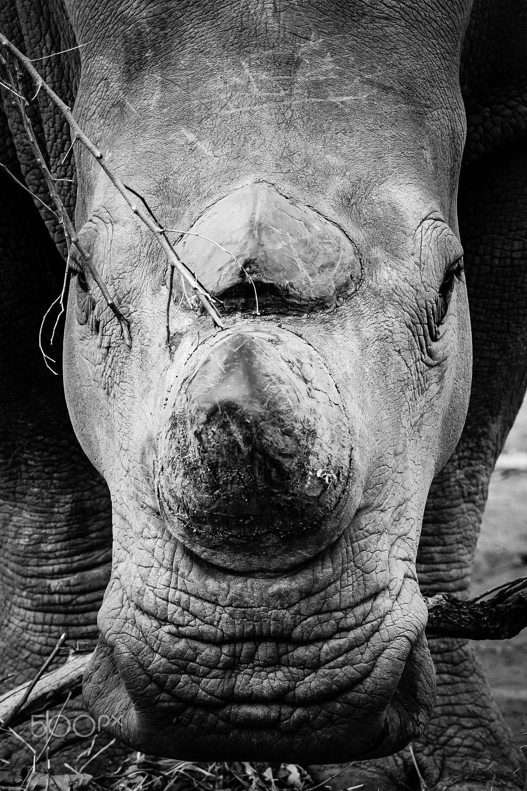 Canon EF 70-200mm F2.8L IS II USM sample photo. South africa 2016 photography