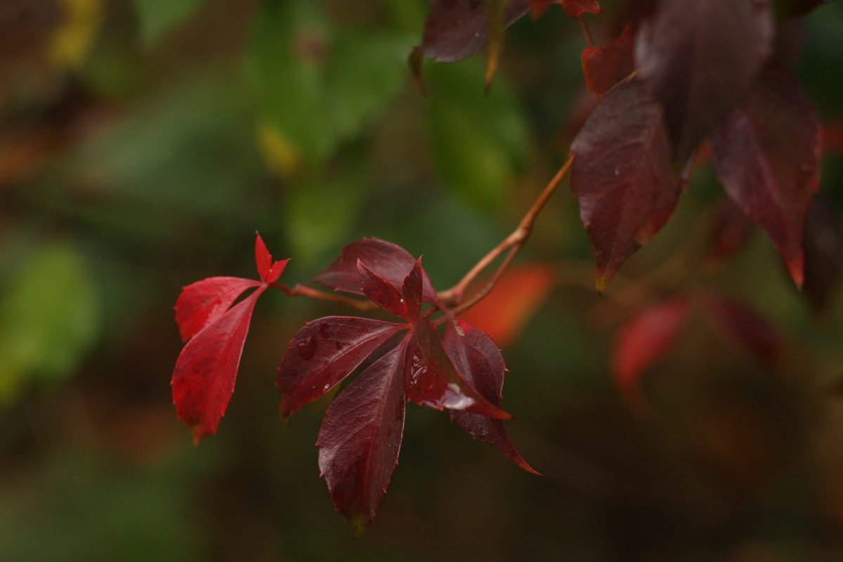 Canon EF 35-80mm f/4-5.6 sample photo. Red tongues photography