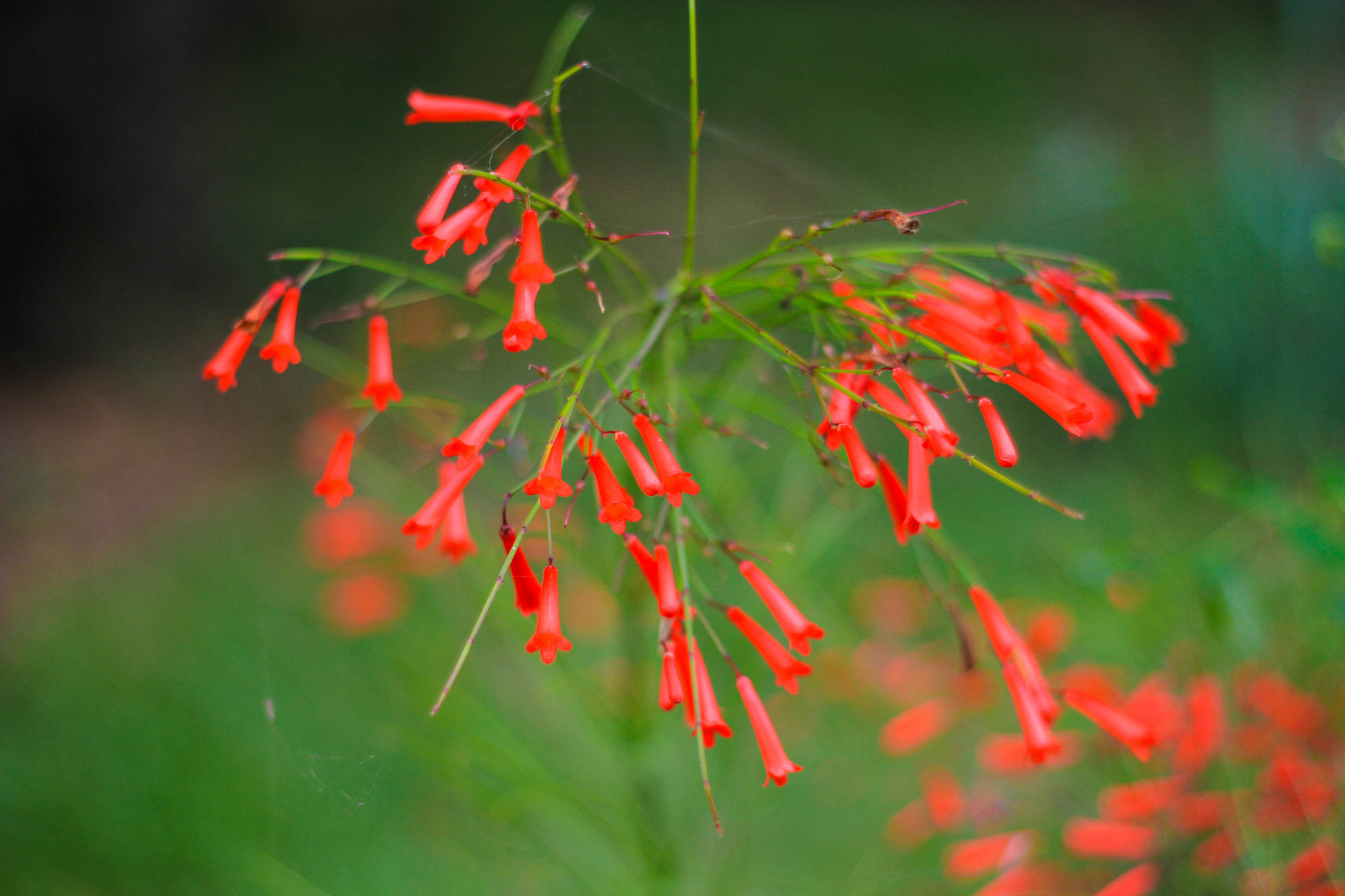 Canon EOS 7D + Canon EF 50mm f/1.8 sample photo