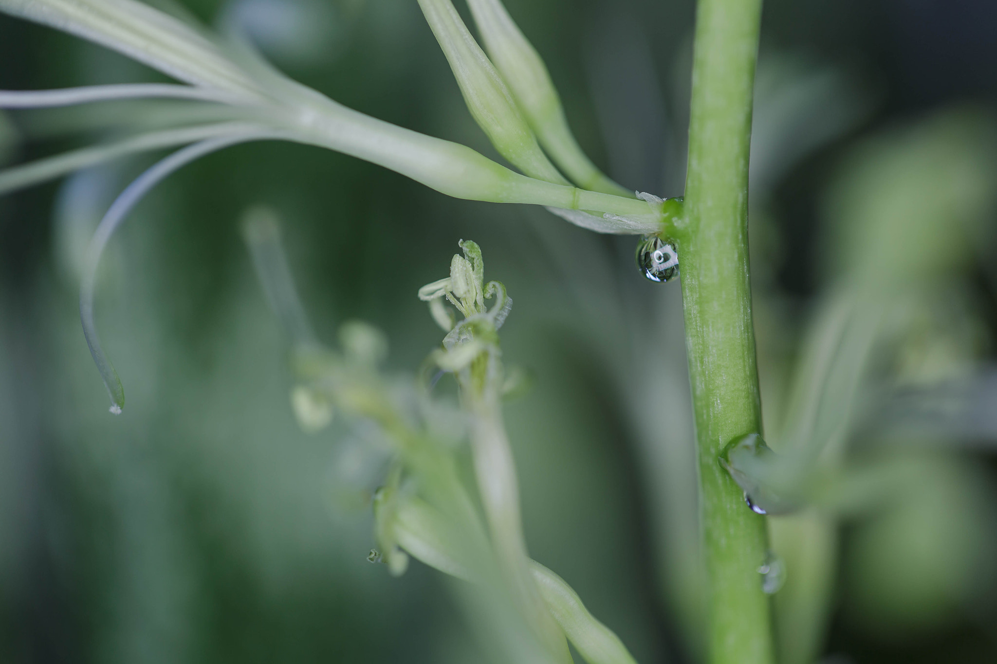 Canon EOS 6D + Canon EF 100mm F2.8L Macro IS USM sample photo. Sanseveria (vrouwentong) in bloom photography