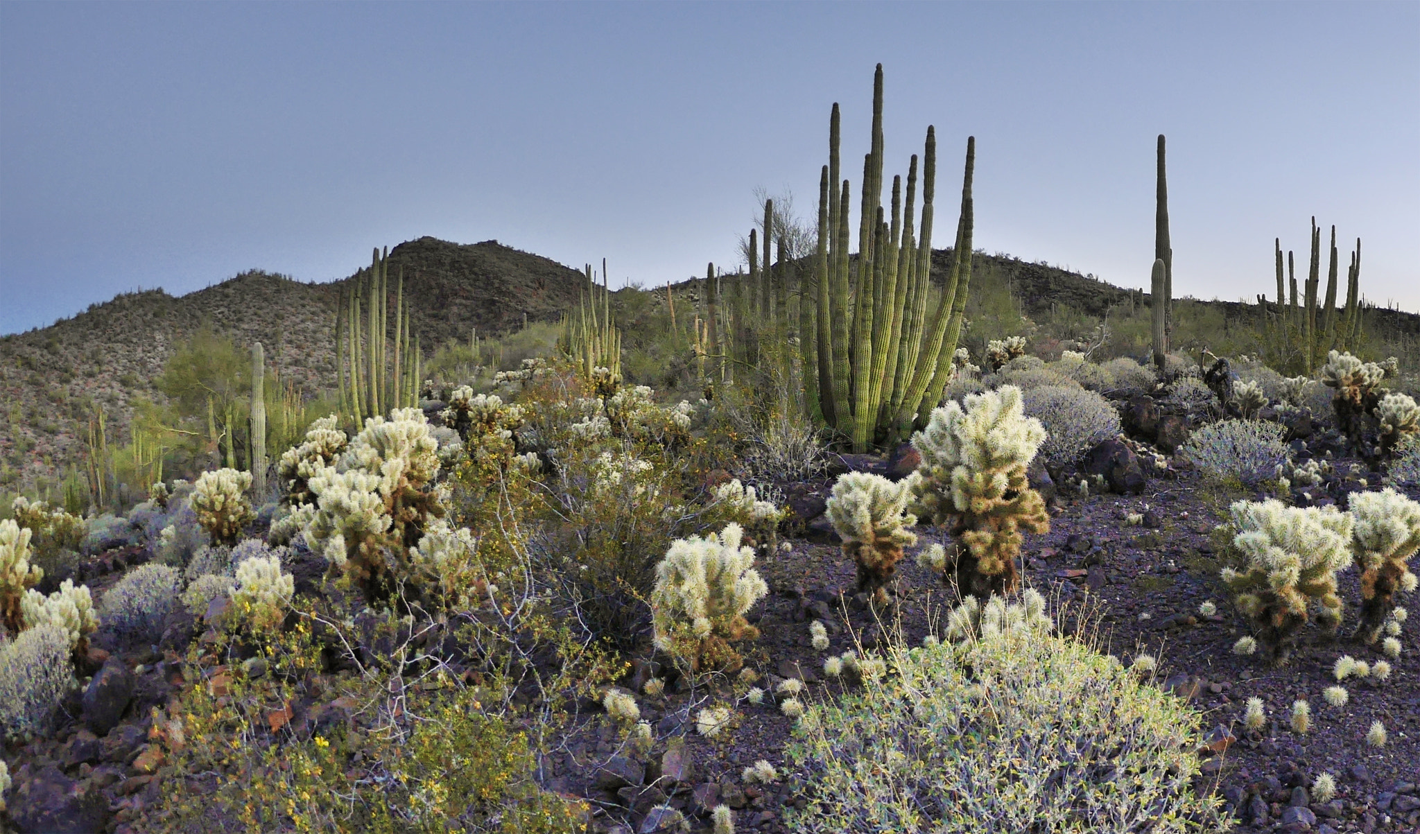 Panasonic Lumix DMC-GM5 + LUMIX G FISHEYE 8/F3.5 sample photo. Sonoran desert cacti photography