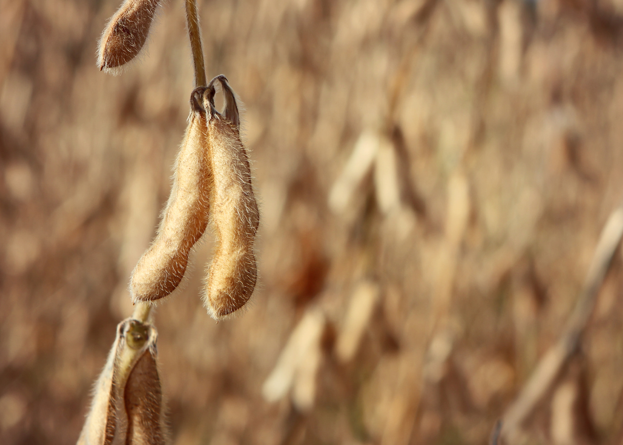 Canon EF 24-70mm F2.8L USM sample photo. Harvest time photography
