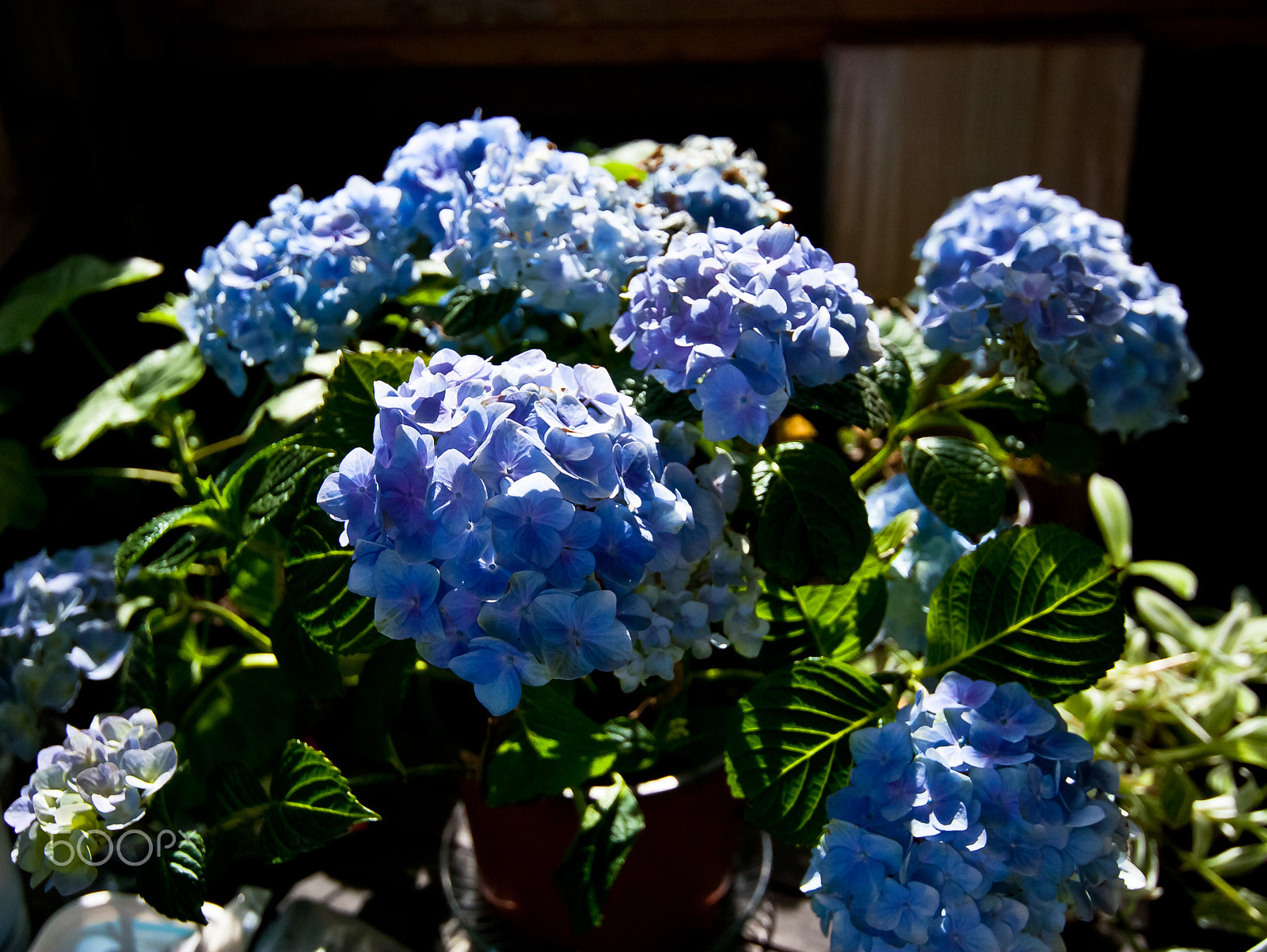Canon EOS 30D + Tokina AT-X Pro 12-24mm F4 (IF) DX sample photo. Blue hydrangea photography
