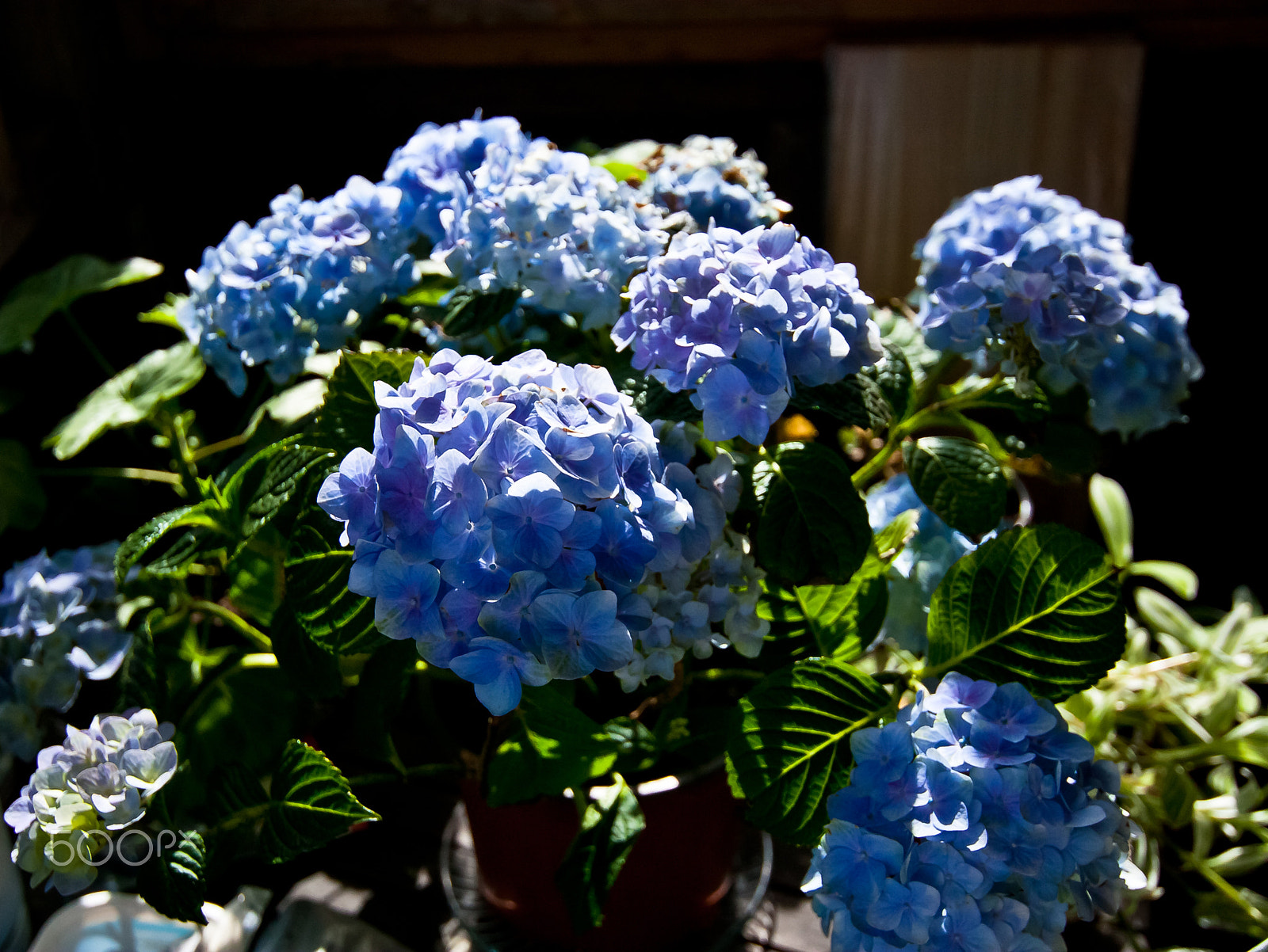 Tokina AT-X Pro 12-24mm F4 (IF) DX sample photo. Blue hydrangea photography