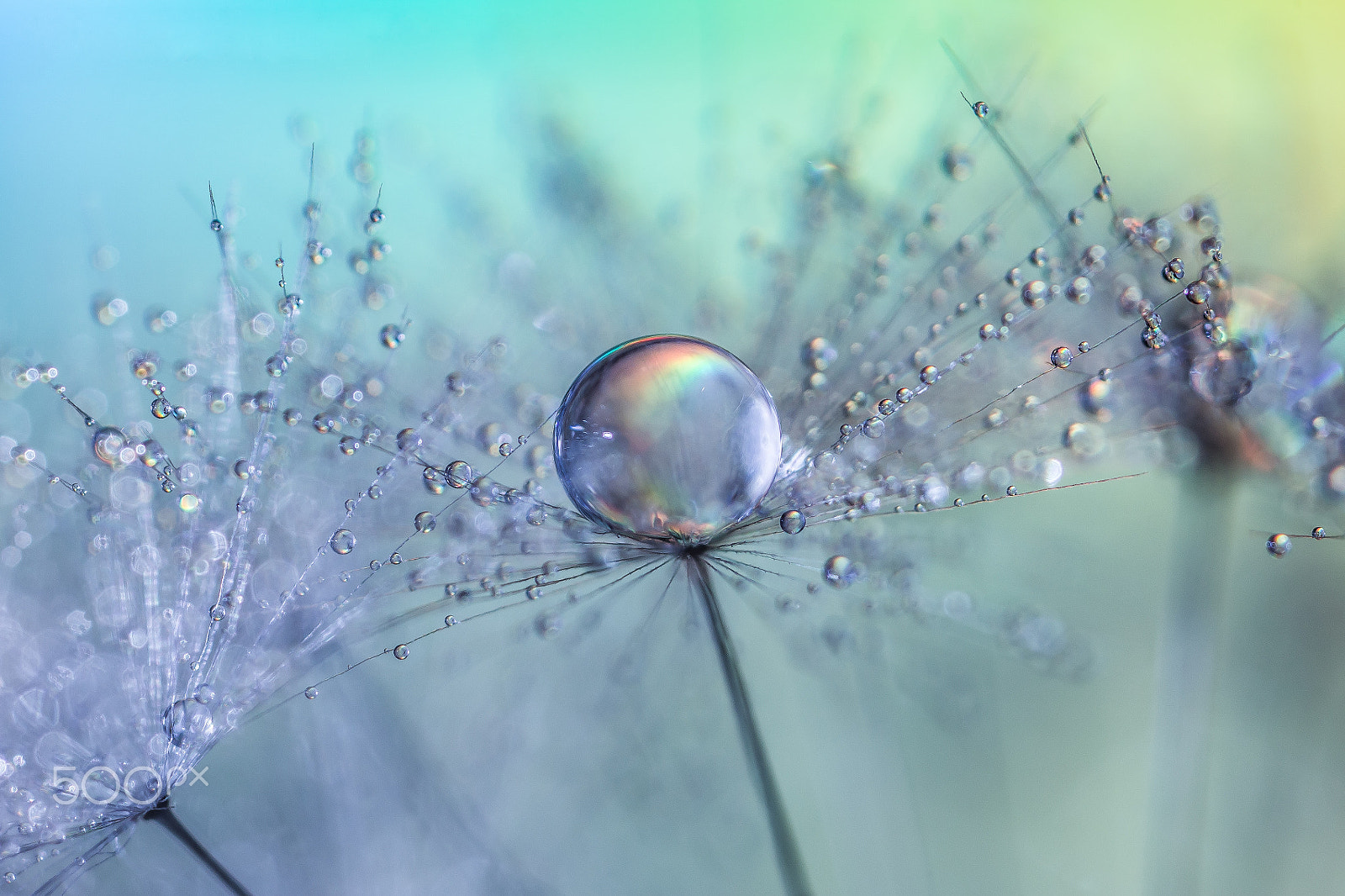 Canon MP-E 65mm F2.5 1-5x Macro Photo sample photo. Dandelion with waterdroplets photography
