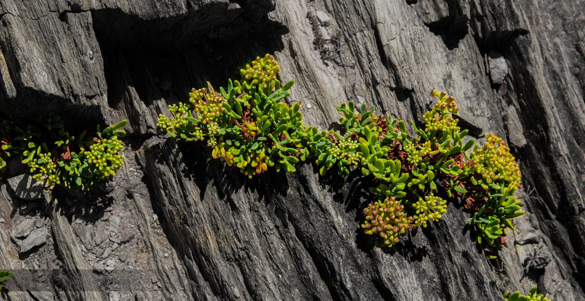 Sigma 24-105mm f/4 DG OS HSM | A sample photo. Lost in rocks photography