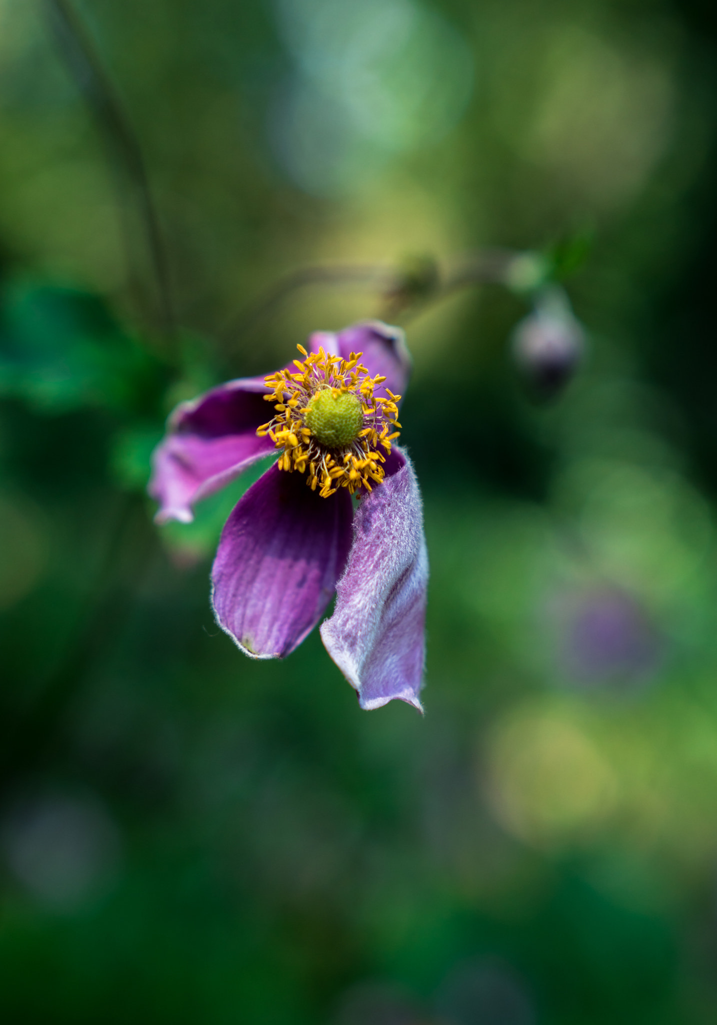 Sony a6300 sample photo. Pink anemone v photography