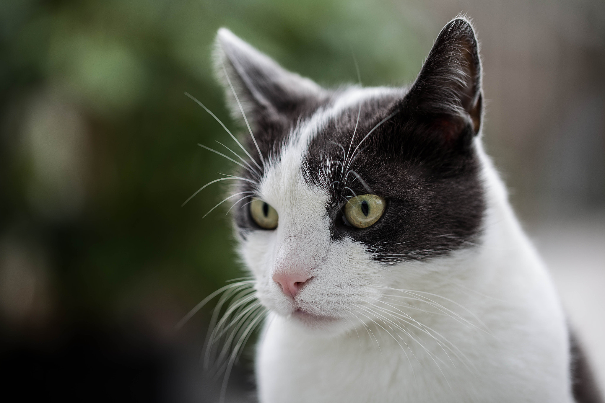 Canon EOS 6D + Canon EF 100mm F2.8L Macro IS USM sample photo. Budha behind the window photography