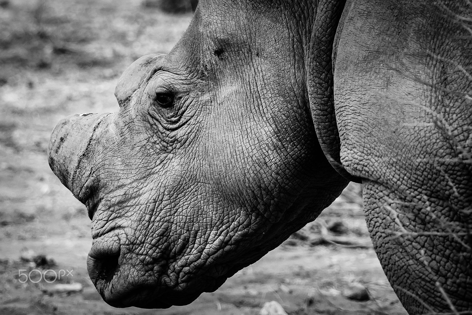 Canon EF 70-200mm F2.8L IS II USM sample photo. South africa 2016 photography